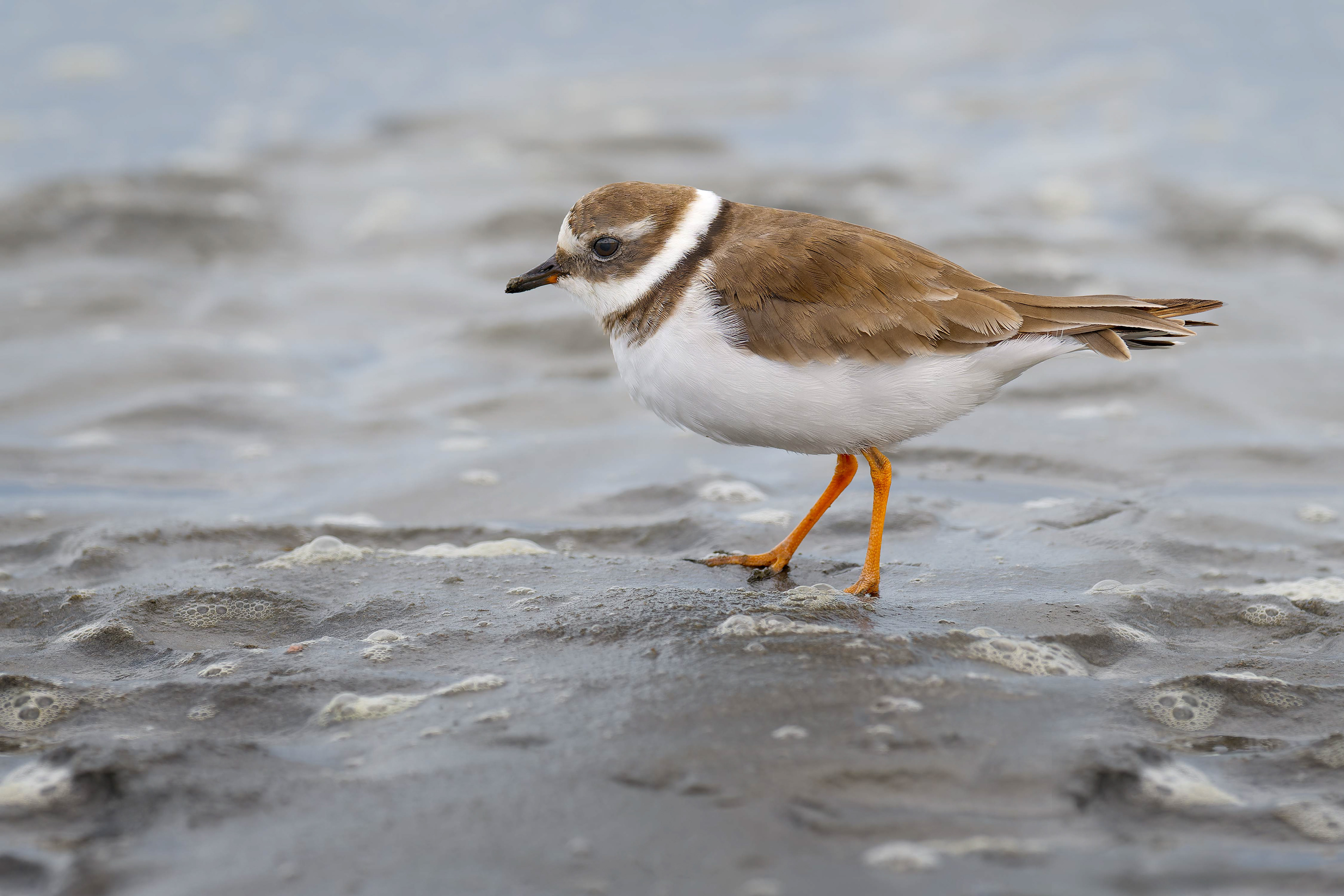Common Ringed Plover (Walvis Bay, Namibia)