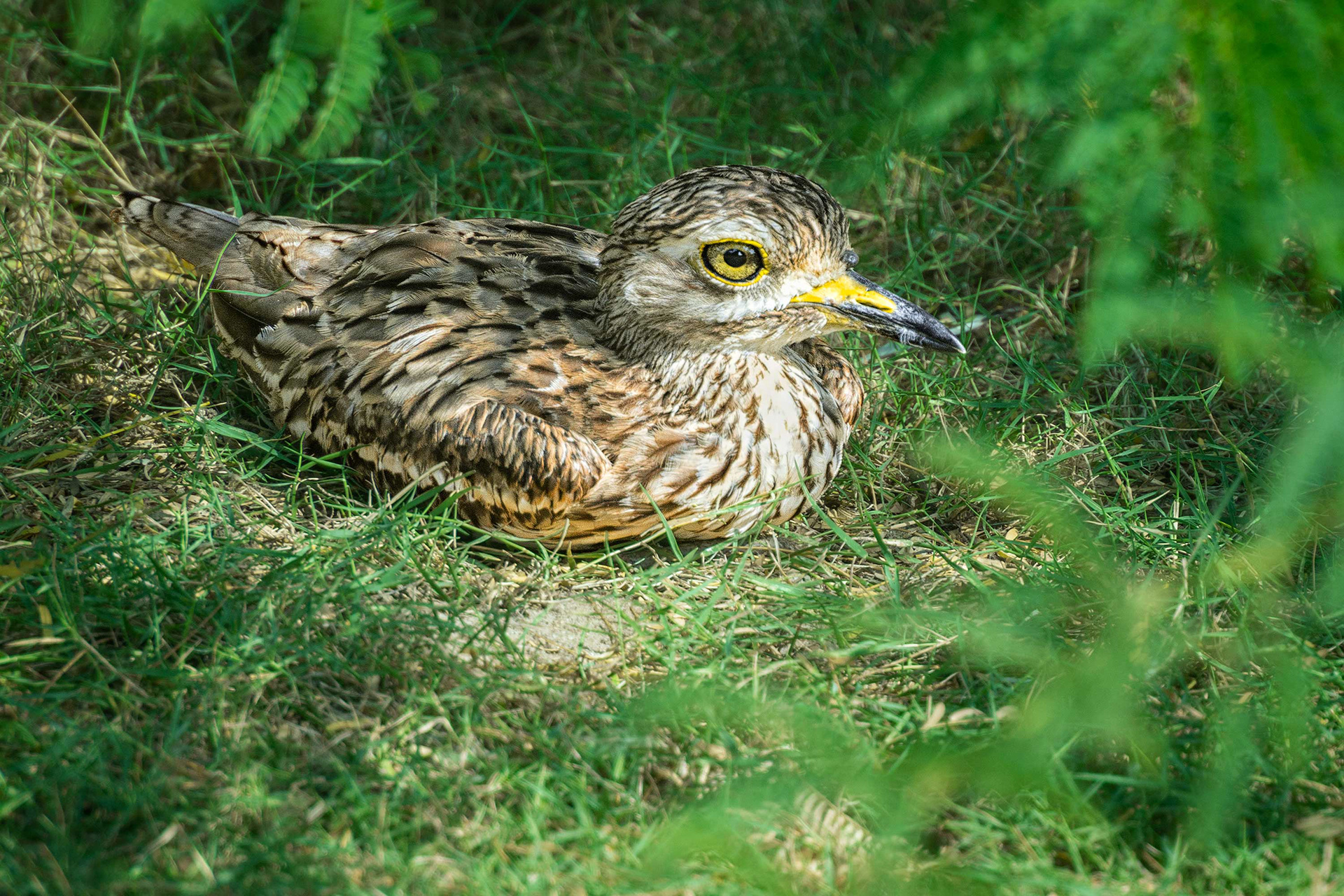 bird, Indian thick-knee, stone curlew, Bundala, Sri Lanka