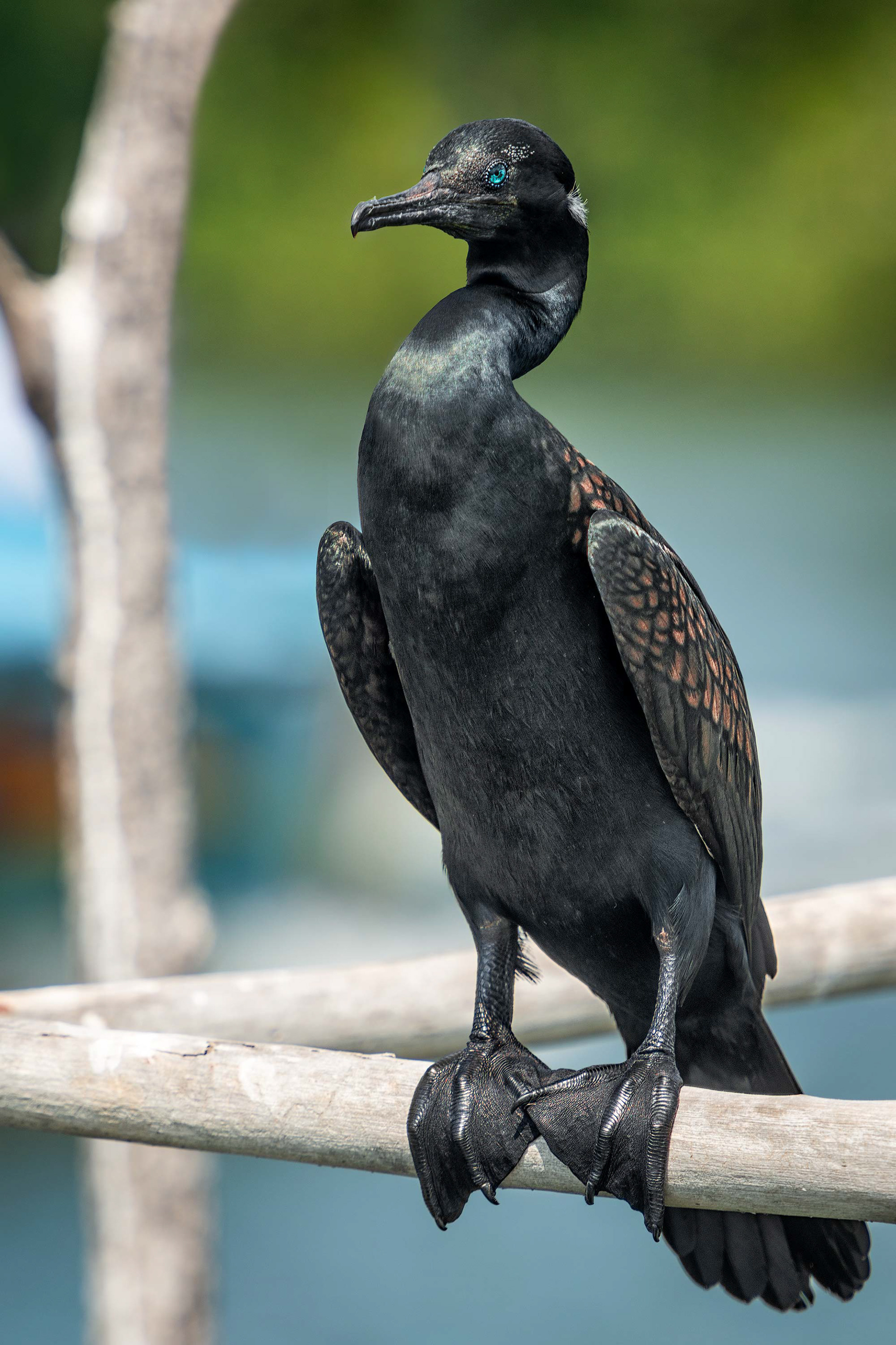 bird, Indian cormorant, Balapitiya, Sri Lanka