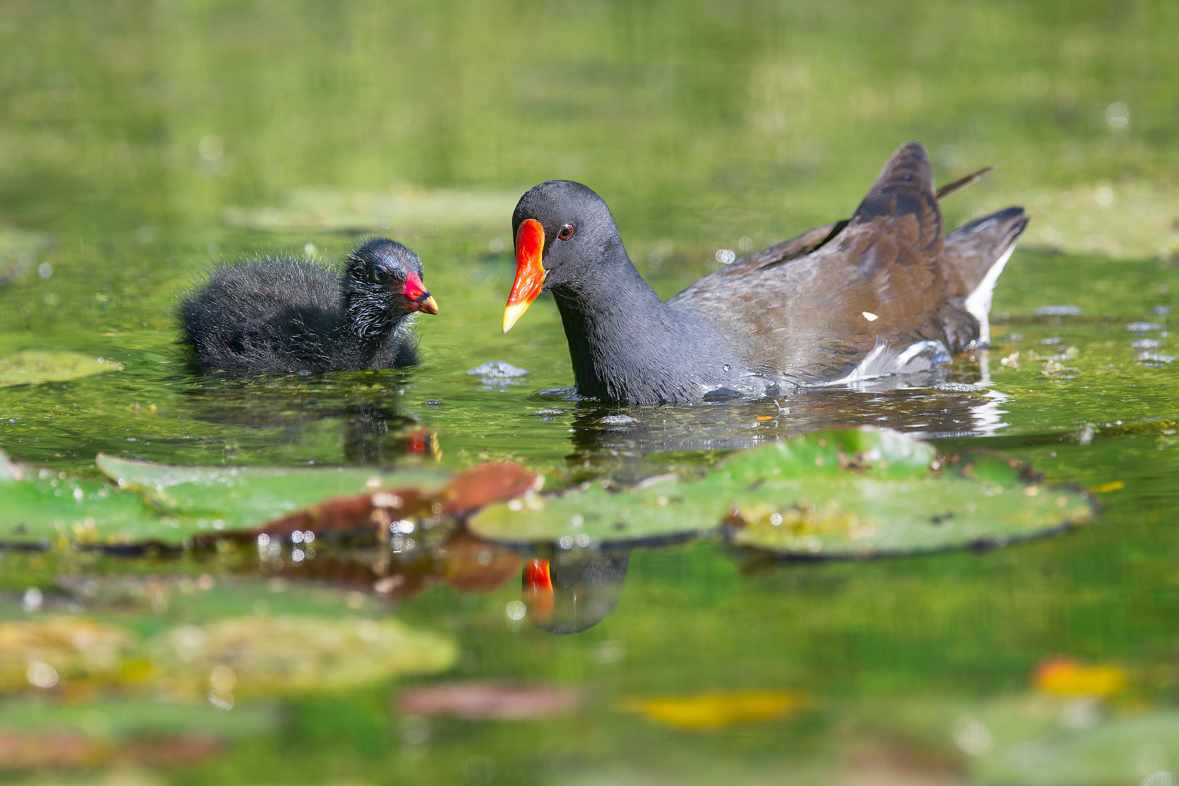 Common Moorhen (Masku, Finland)