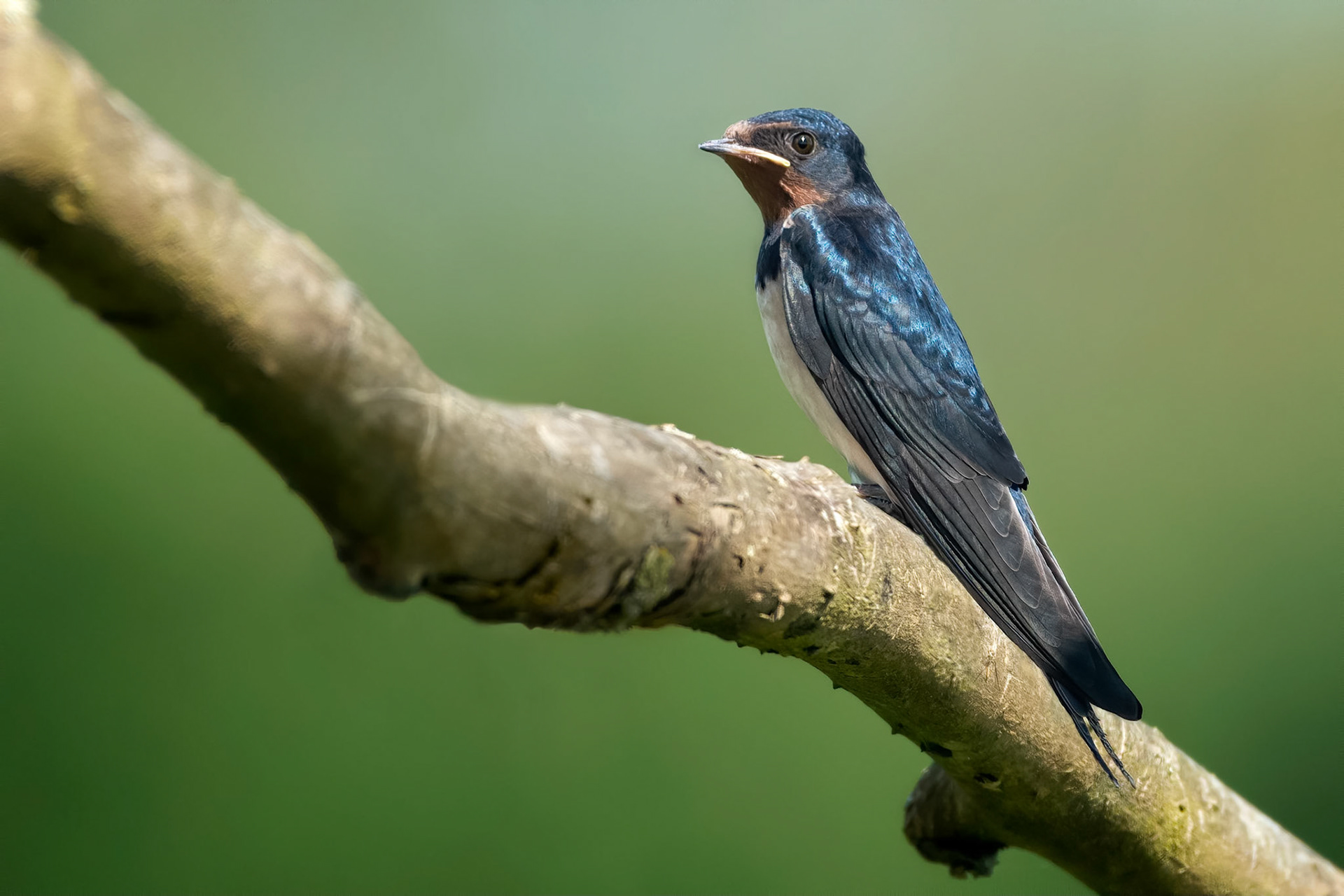 Barn Swallow (Rhode-Sainte-Agathe, Belgium)