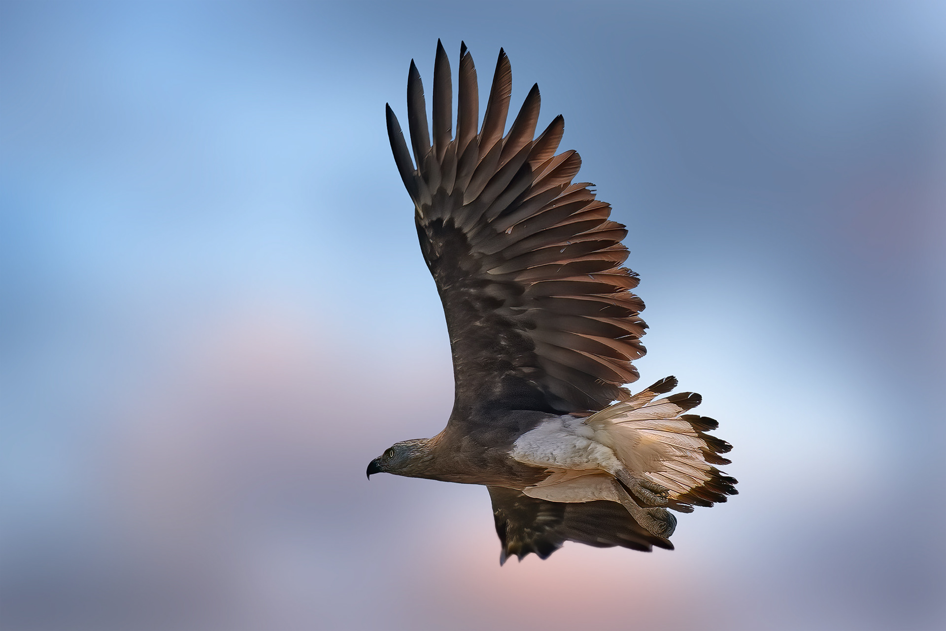 Grey-headed Fish Eagle (Tonle Sap, Cambodia)