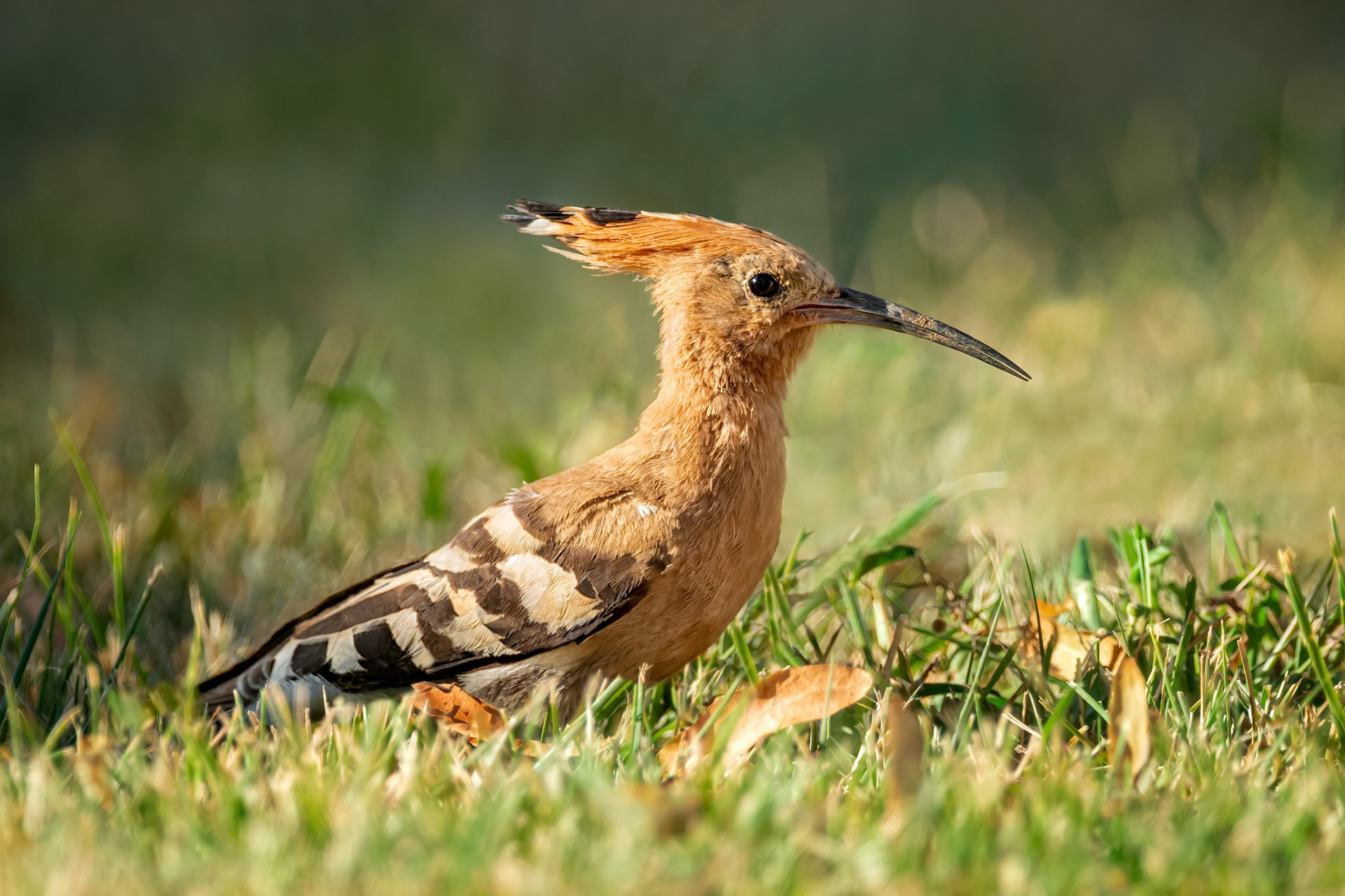 Eurasian Hoopoe (Puligny-Montrachet, France)