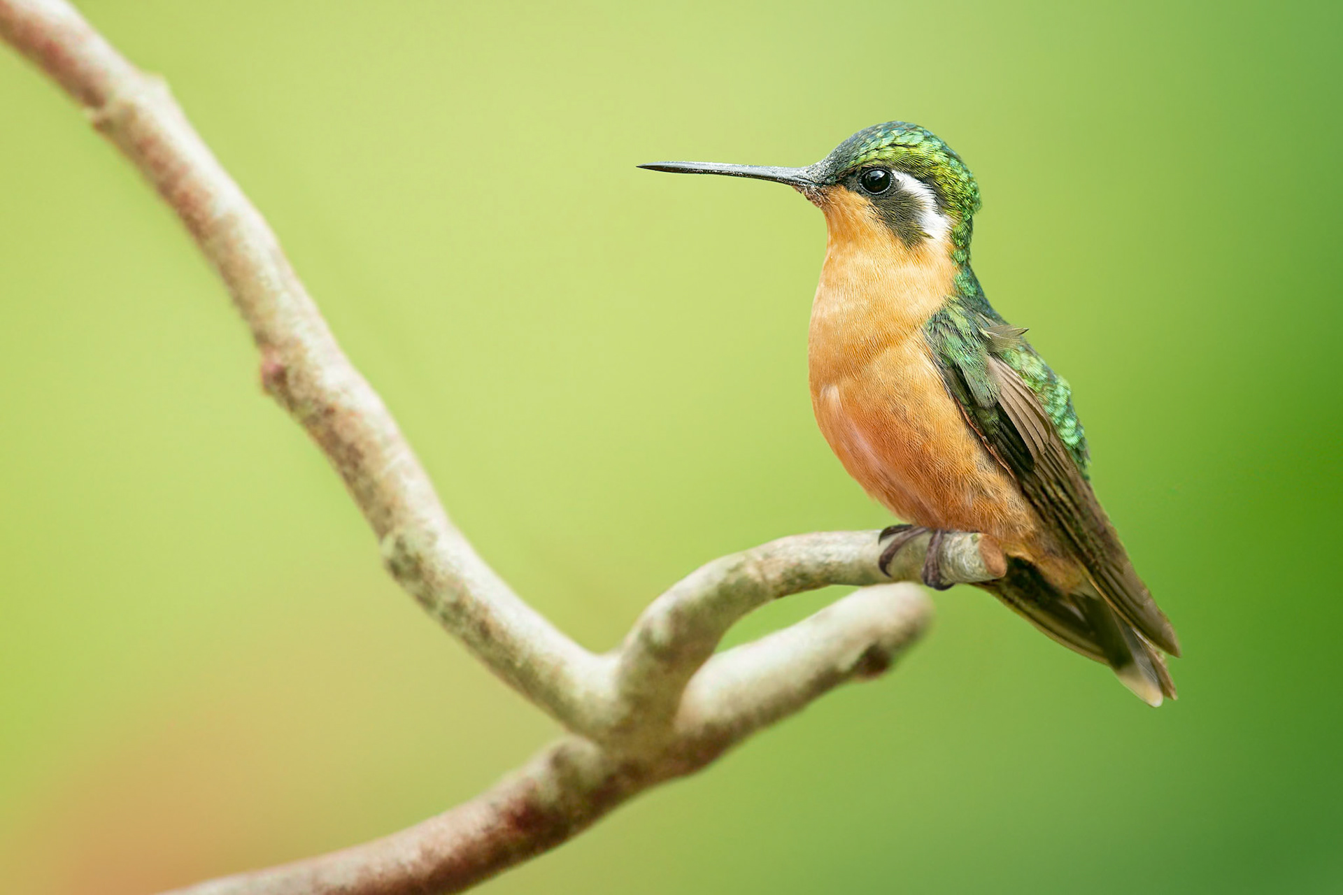 White-throated Mountain-gem (Savegre, Costa Rica)