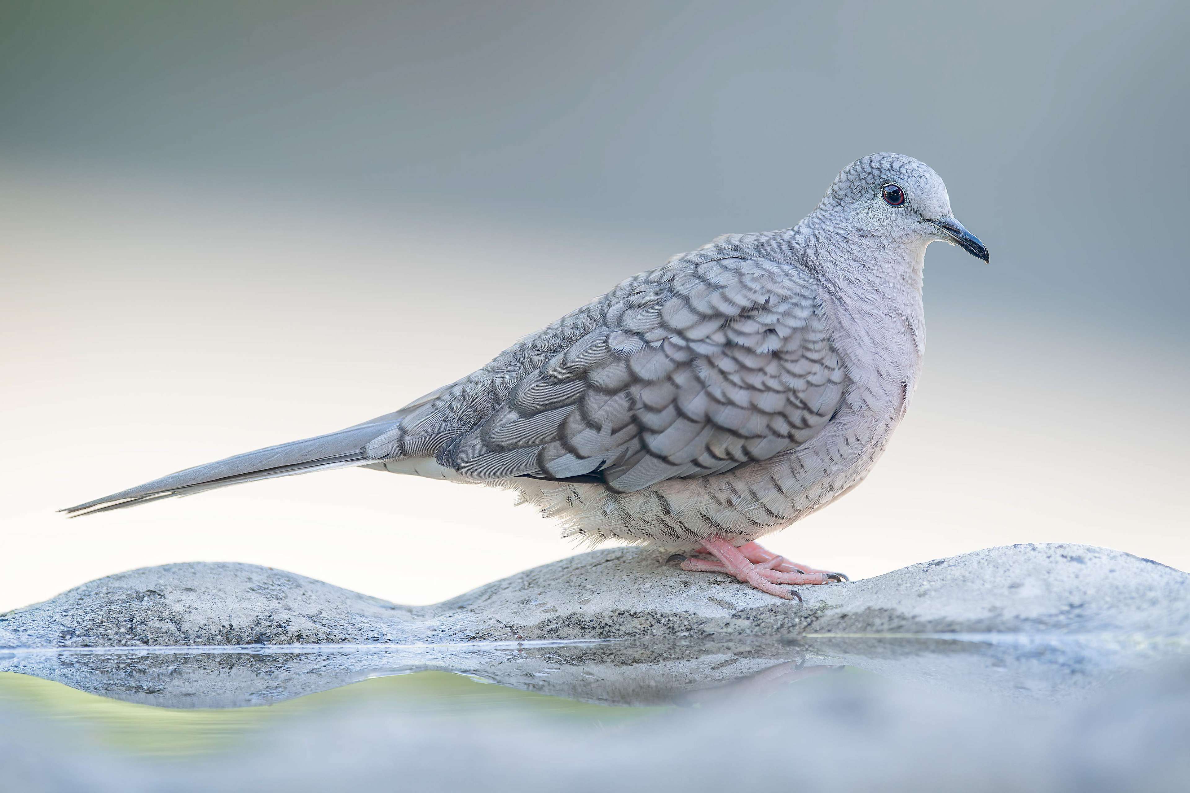 Inca Dove (San Jose, Costa Rica)