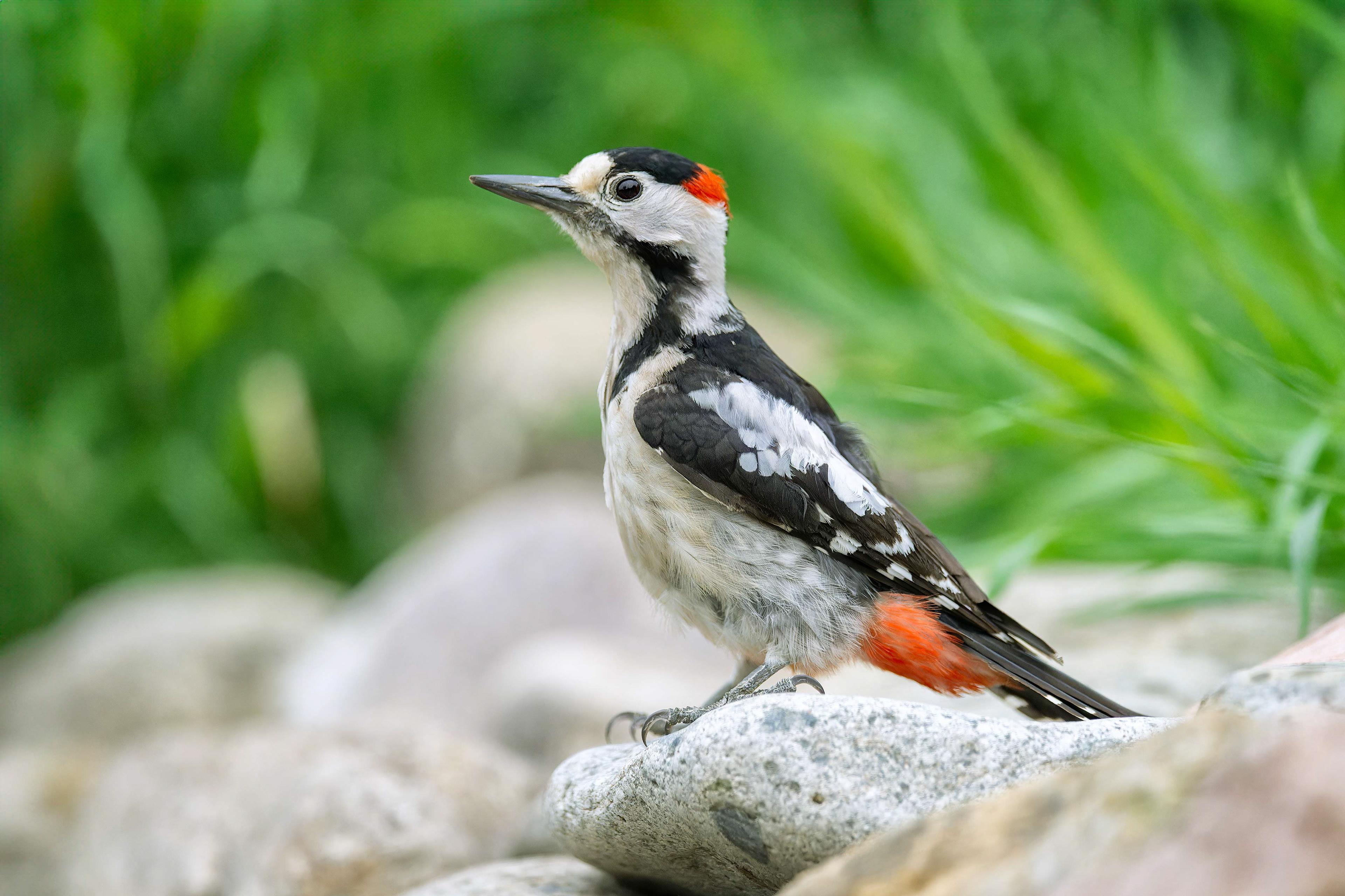 Syrian Woodpecker (Kisujszallas, Hungary)