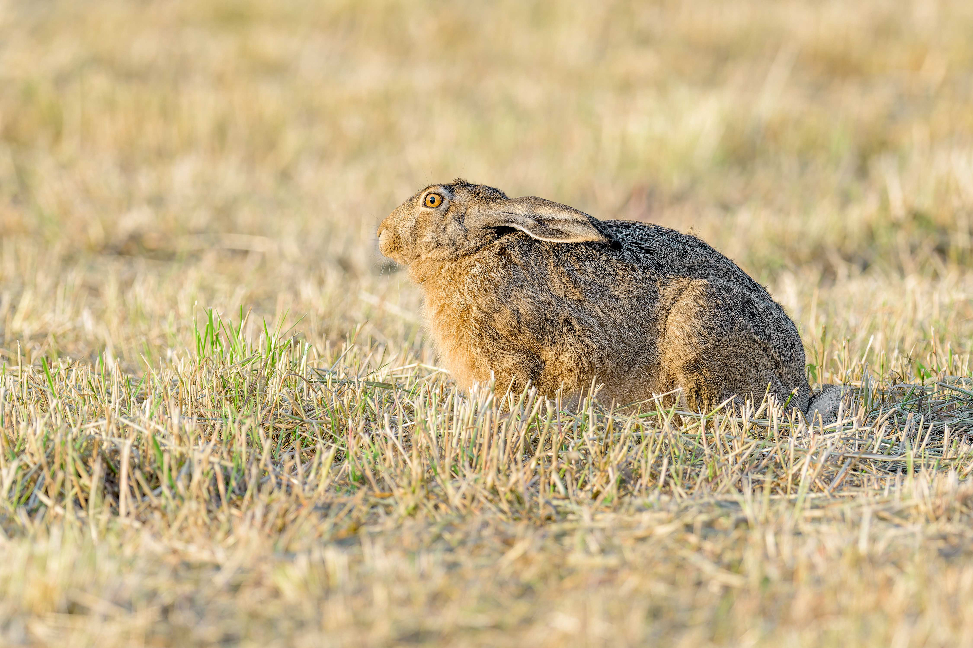 Brown Hare (Masku, Finland)