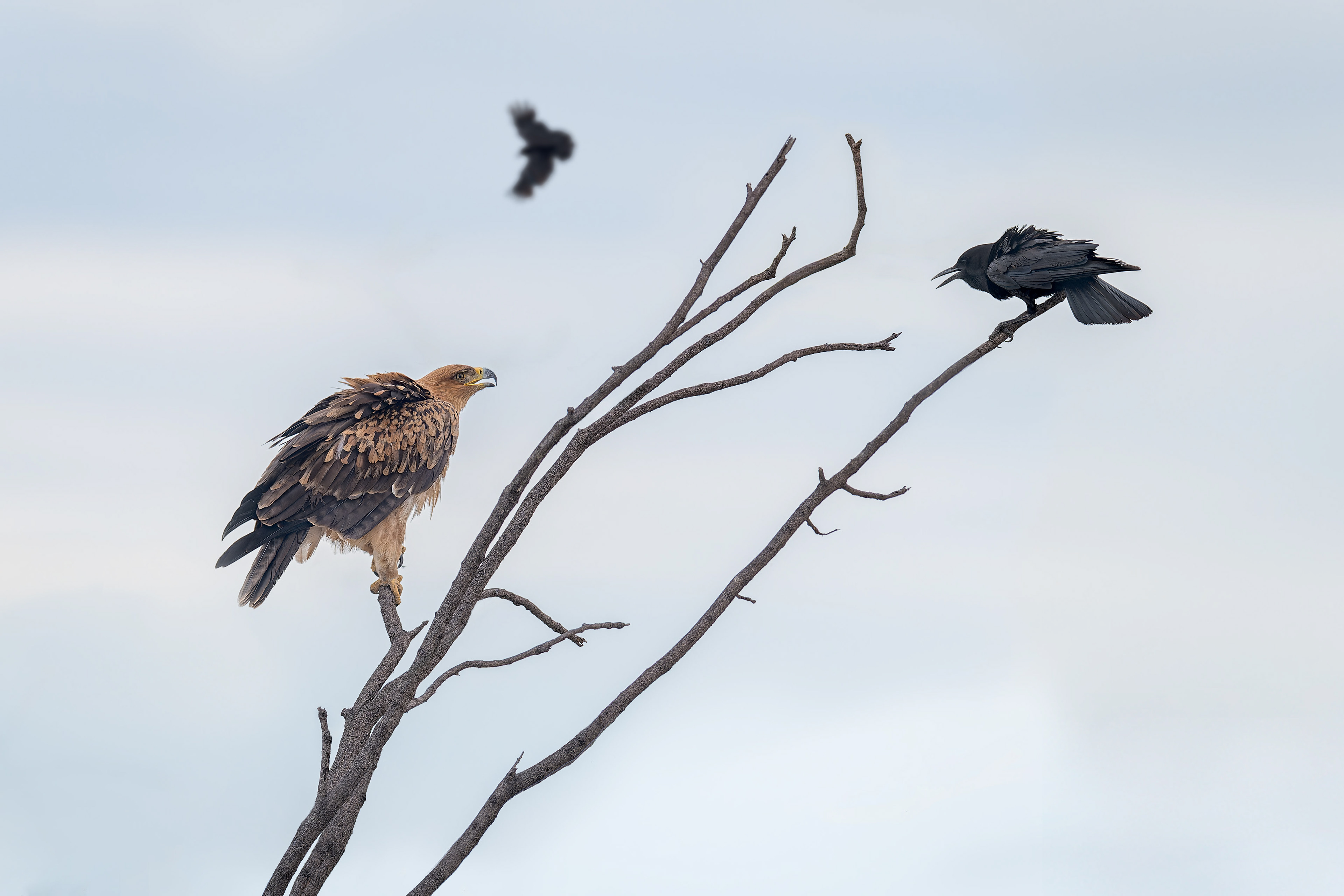 Tawny Eagle, Cape Crow (Etosha, Namibia)