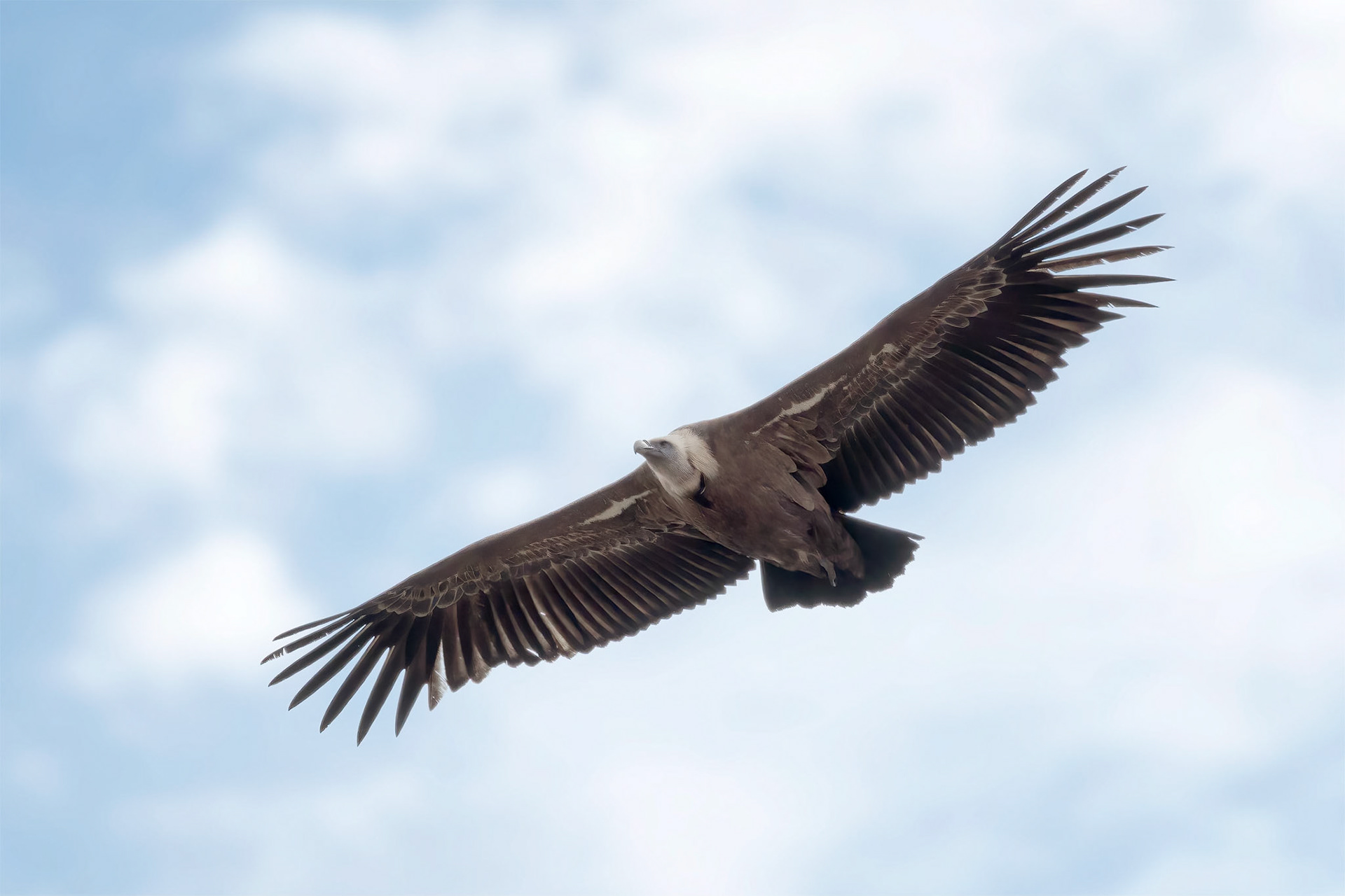 Griffon Vulture (Entrena, Spain)