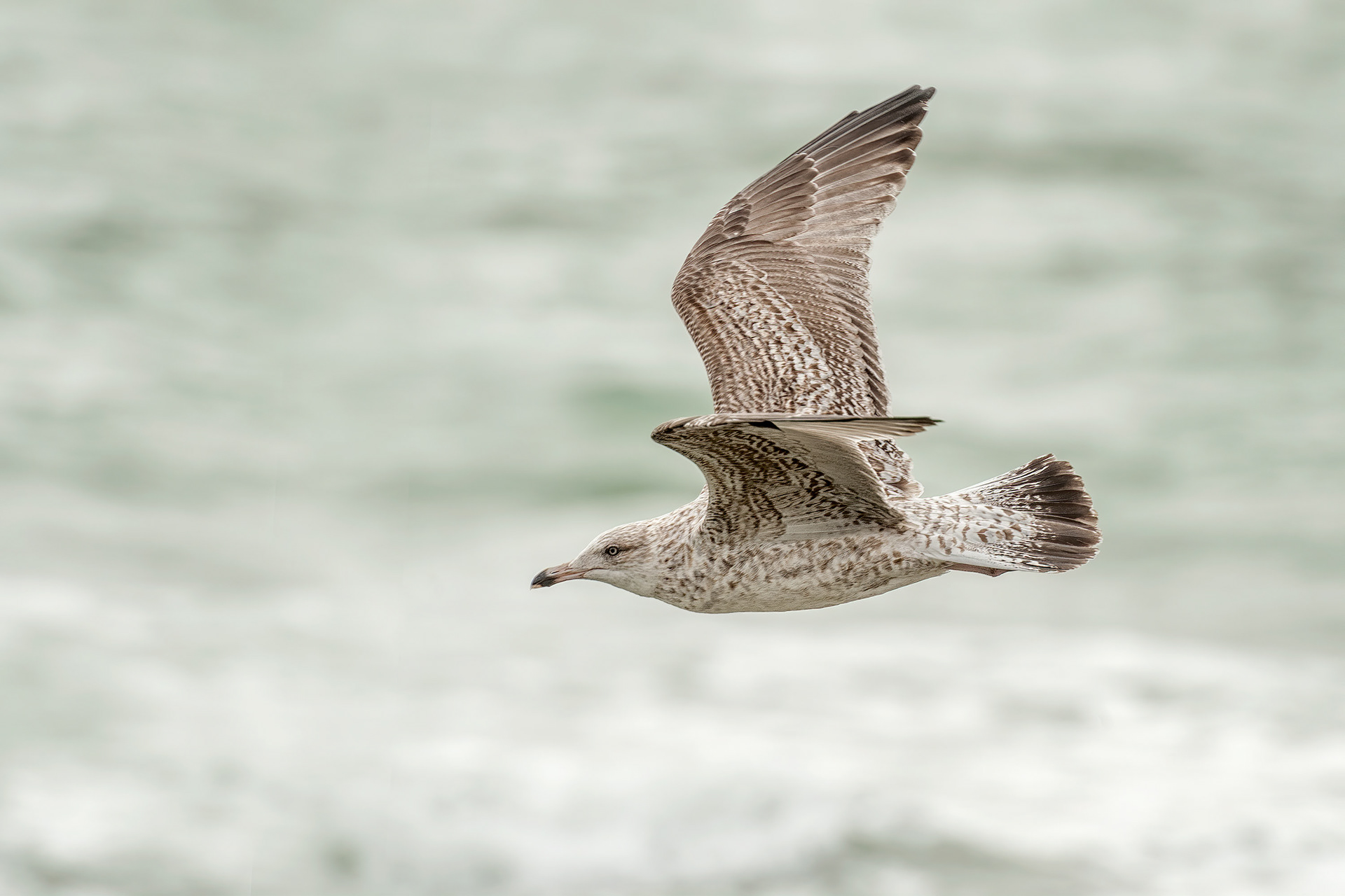 bird, herring gull, juvenile, Escalles, France