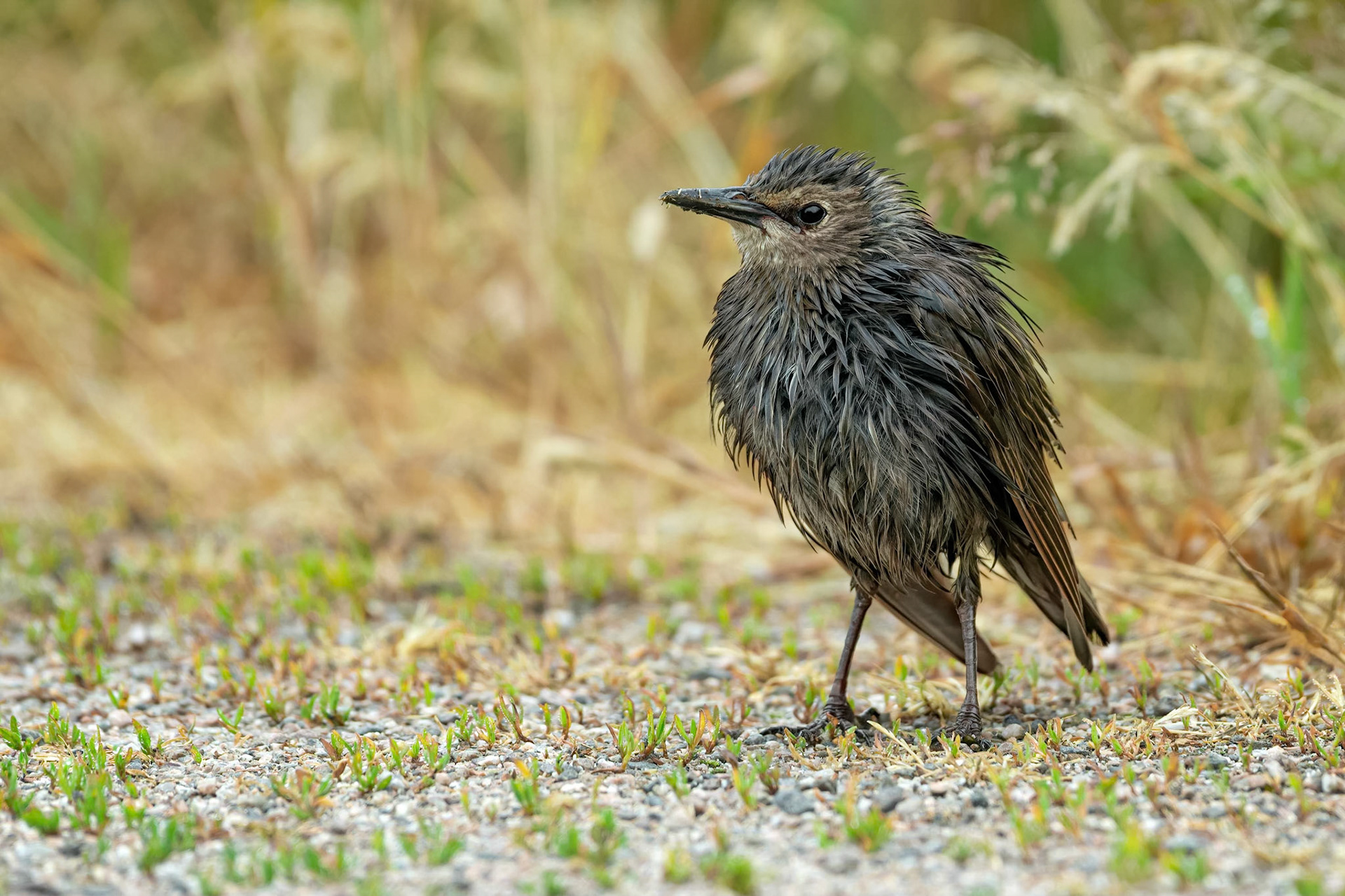 Common Starling (Ruissalo, Finland)