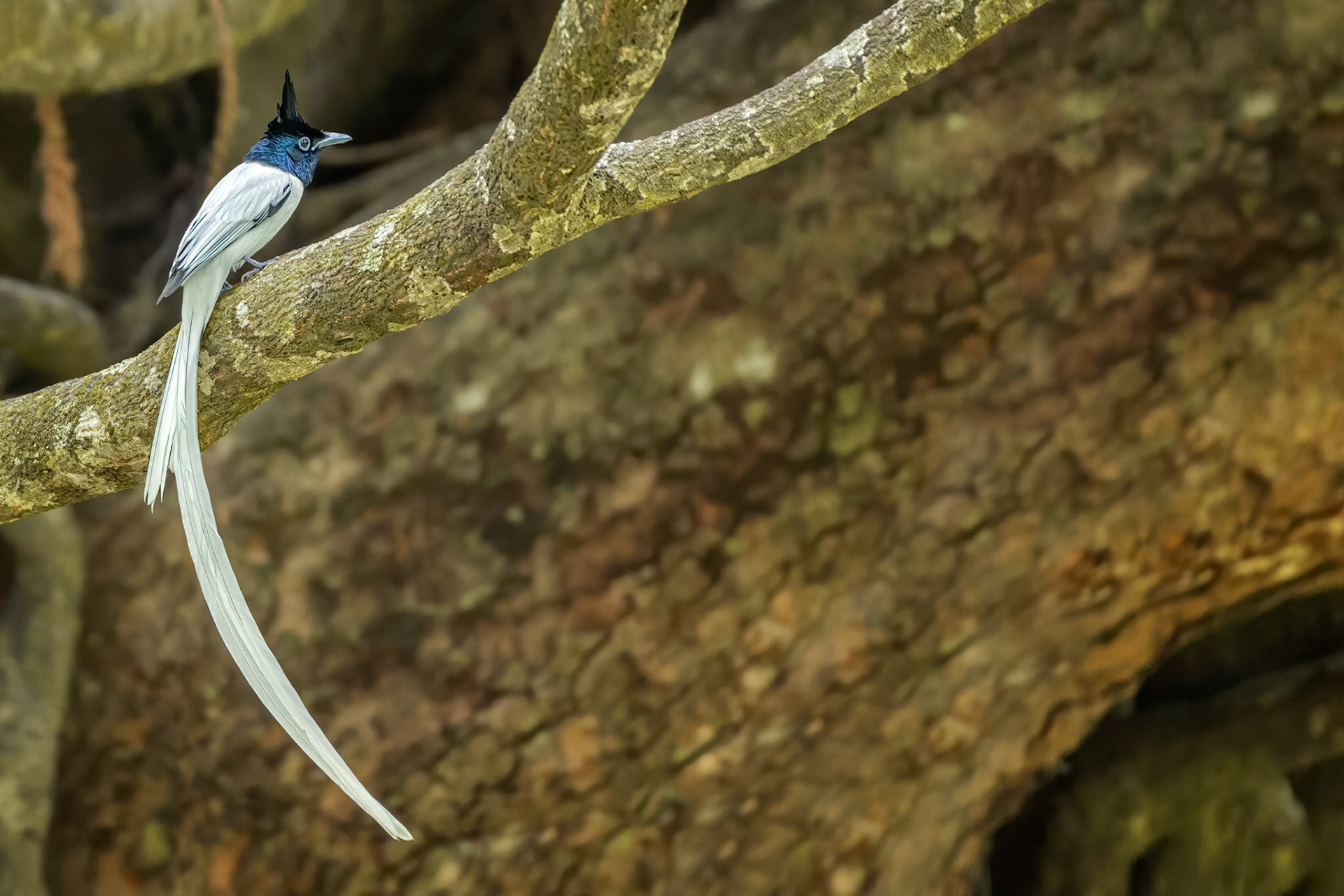 Asian Paradise Flycatcher (Habarana, Sri Lanka)