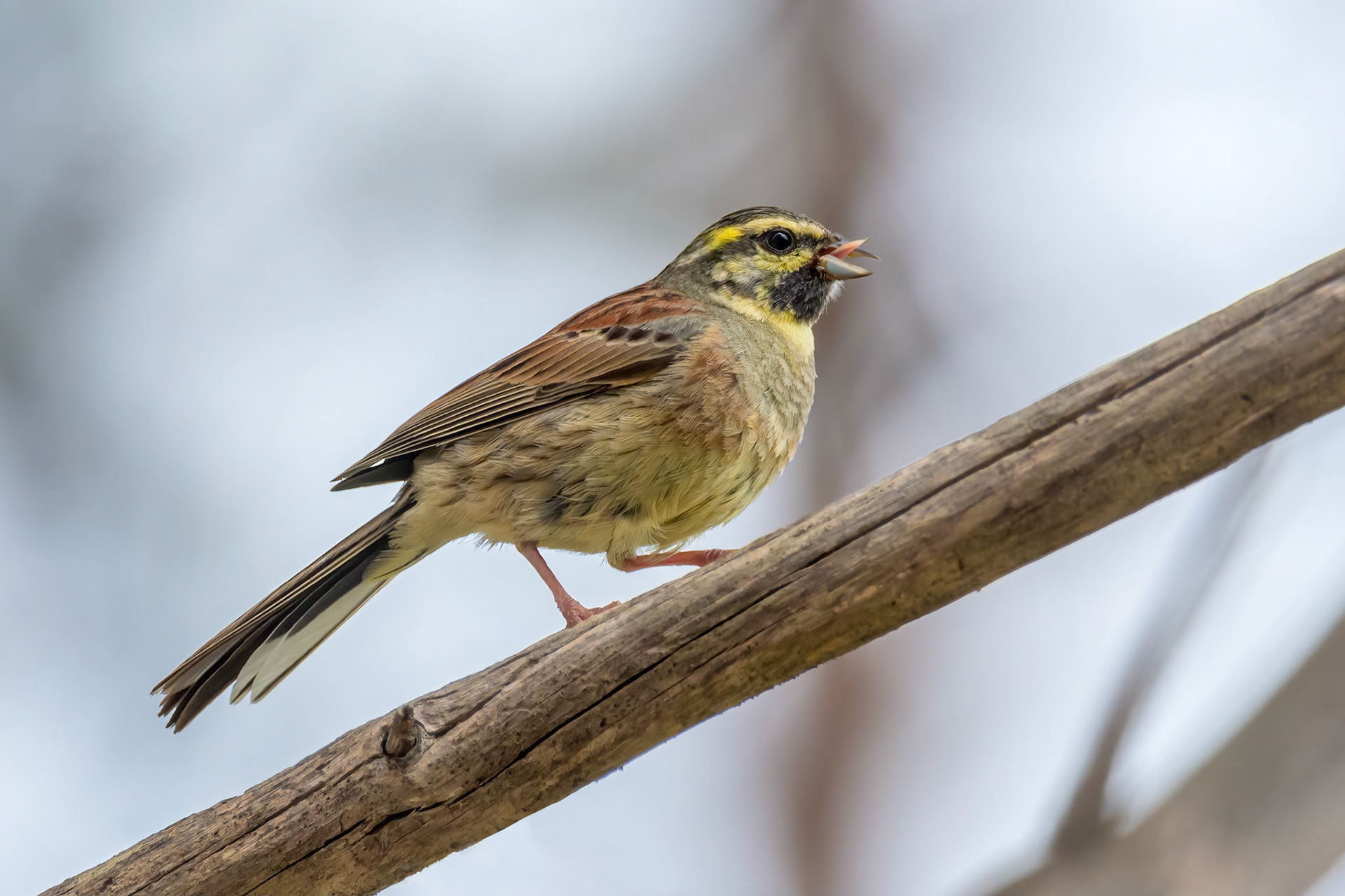 Girl Bunting (Porto Conte, Italy)