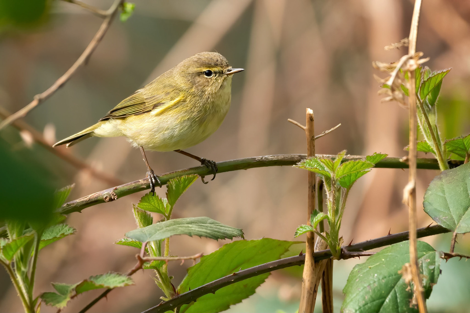 Common Chiffchaff (Brussels, Belgium)