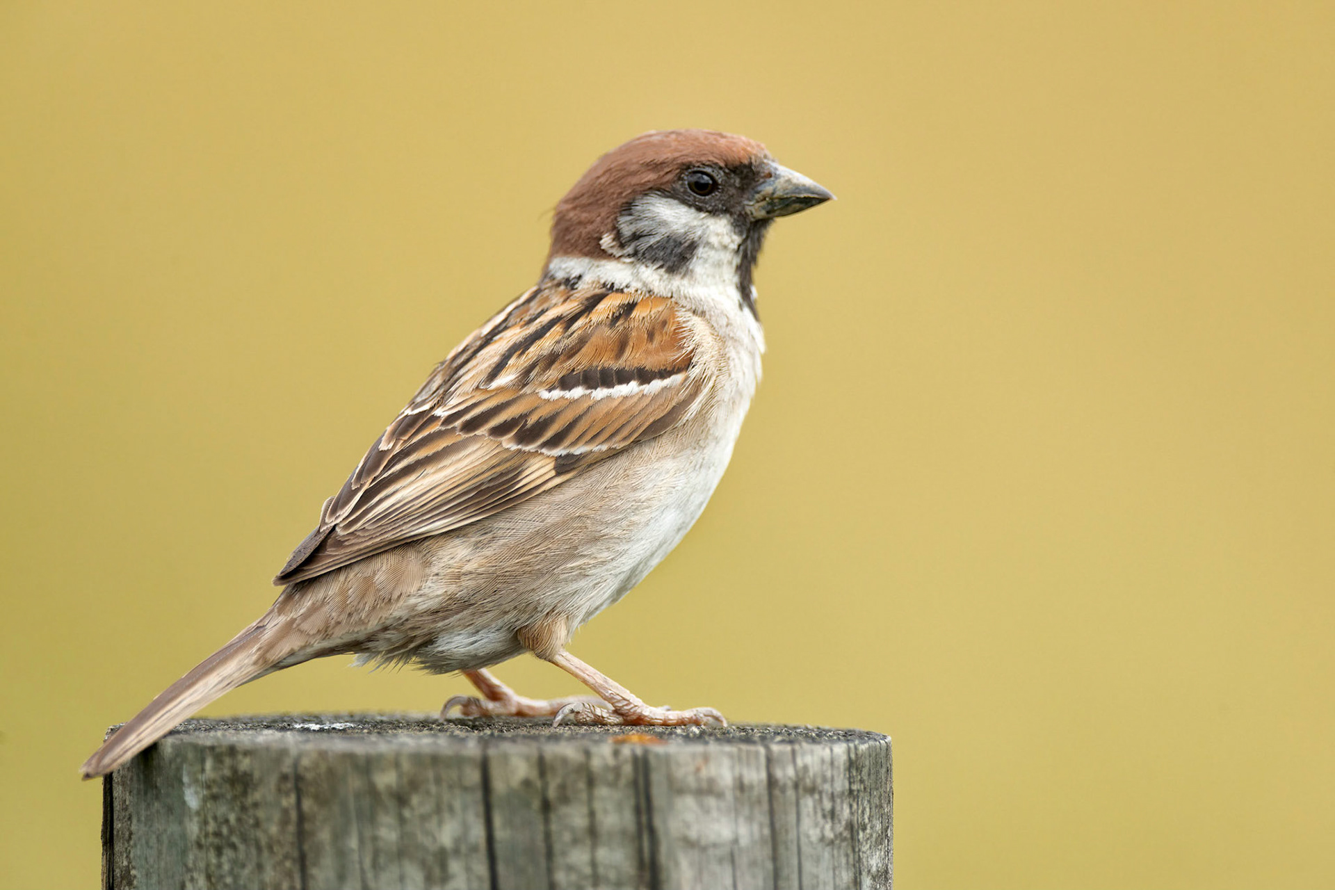 Tree Sparrow (Friskala, Finland)