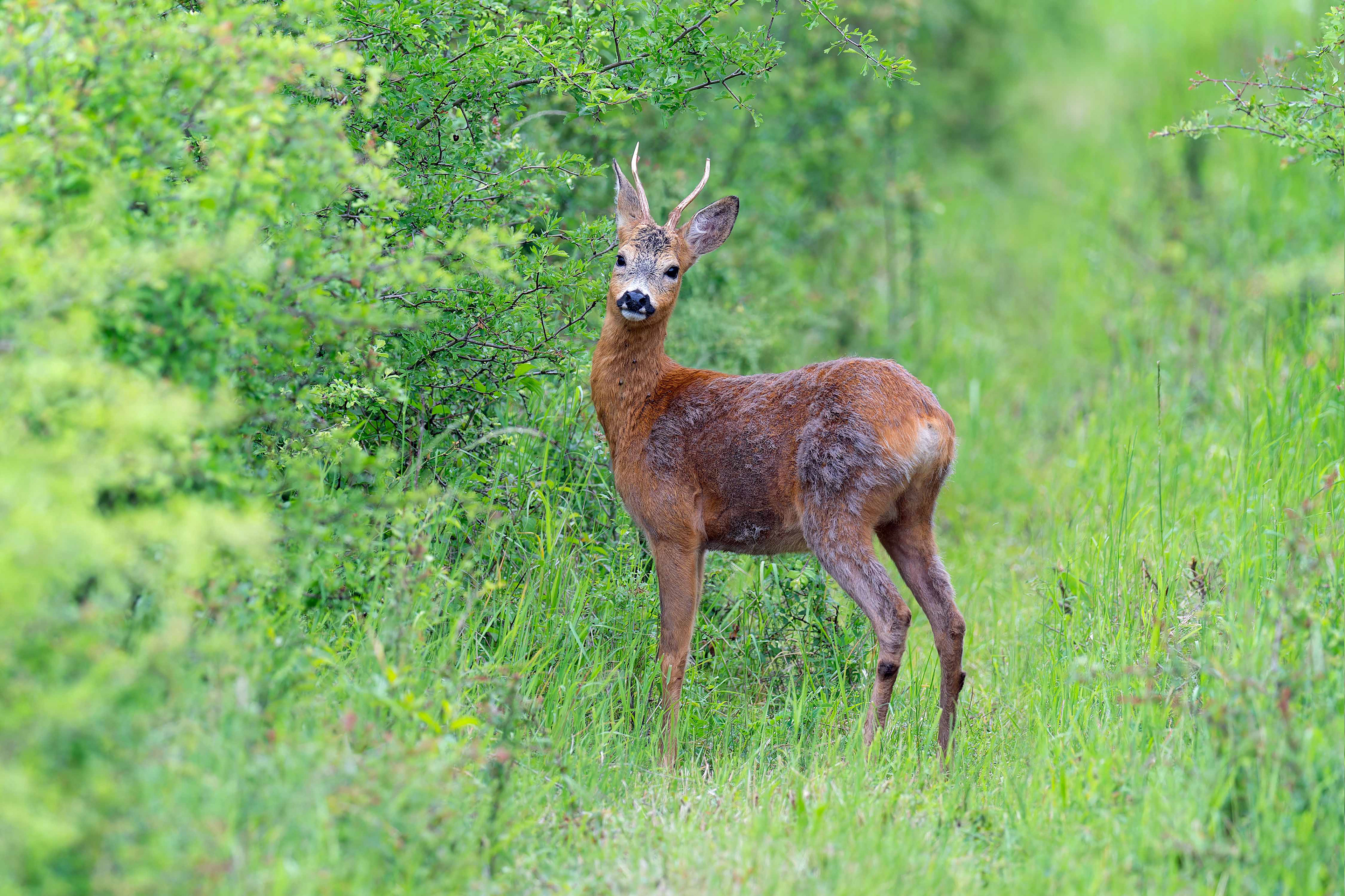 Roe Deer (Mikulov, Czech Republic)