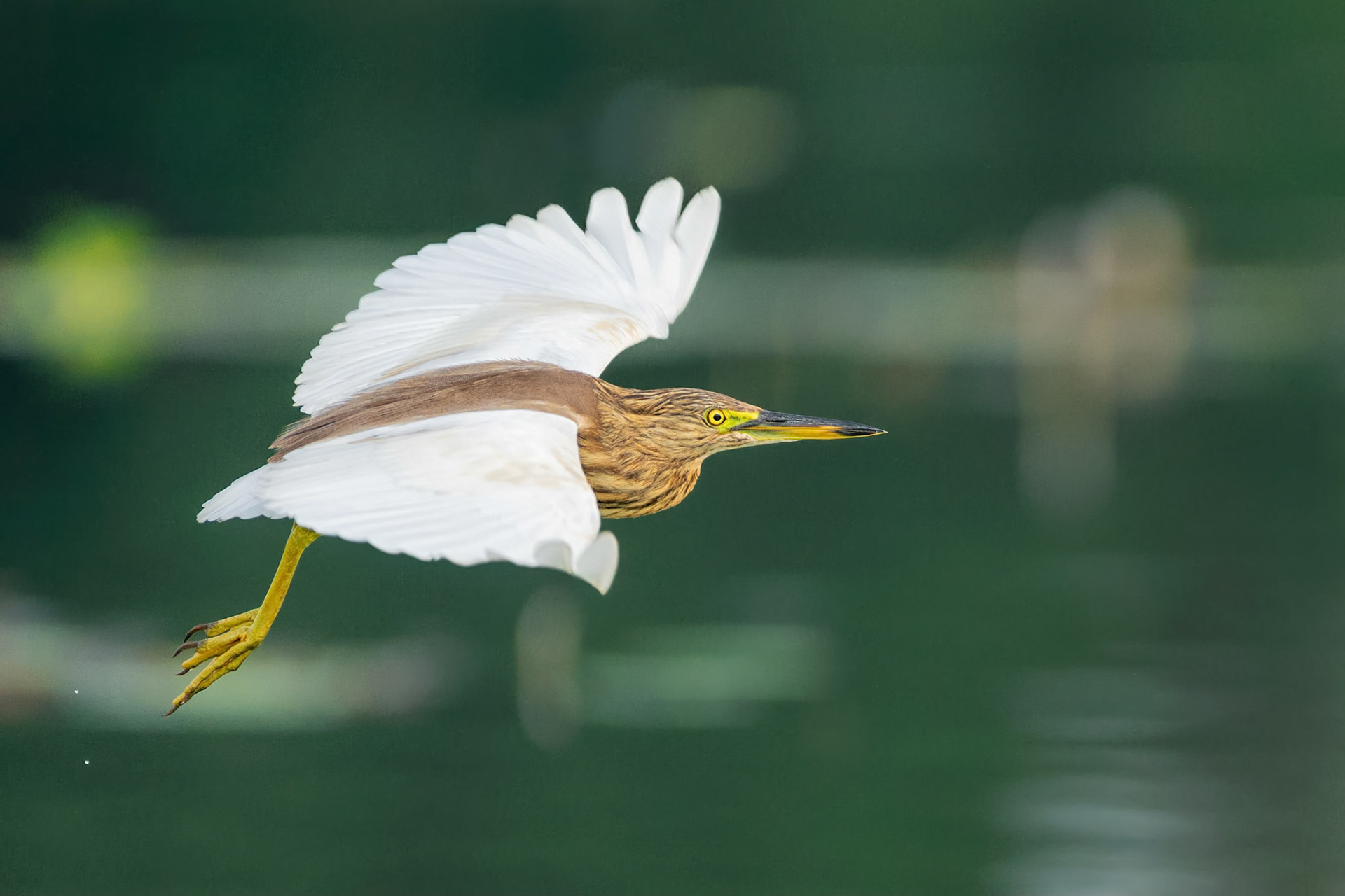 Indian Pond Heron (Habarana, Sri Lanka)