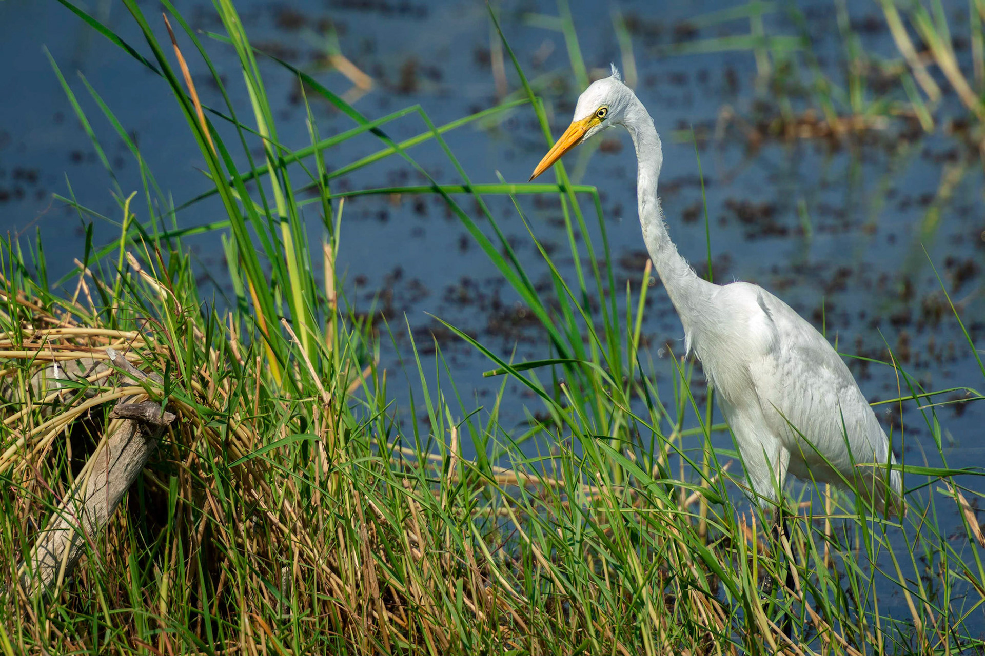 Medium Egret (Habarana, Sri Lanka)