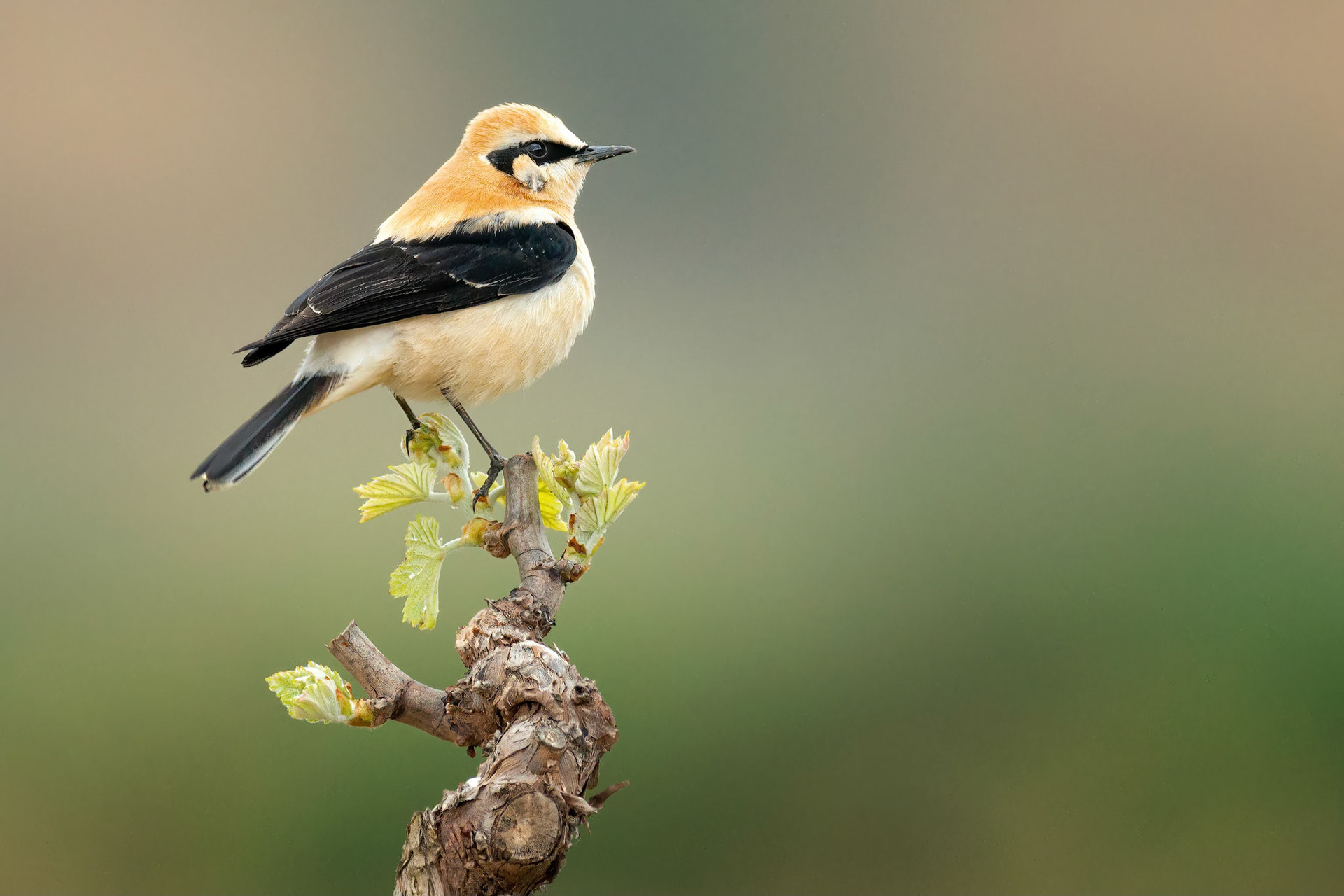 Western Black-eared Wheatear (Villabuena, Spain)