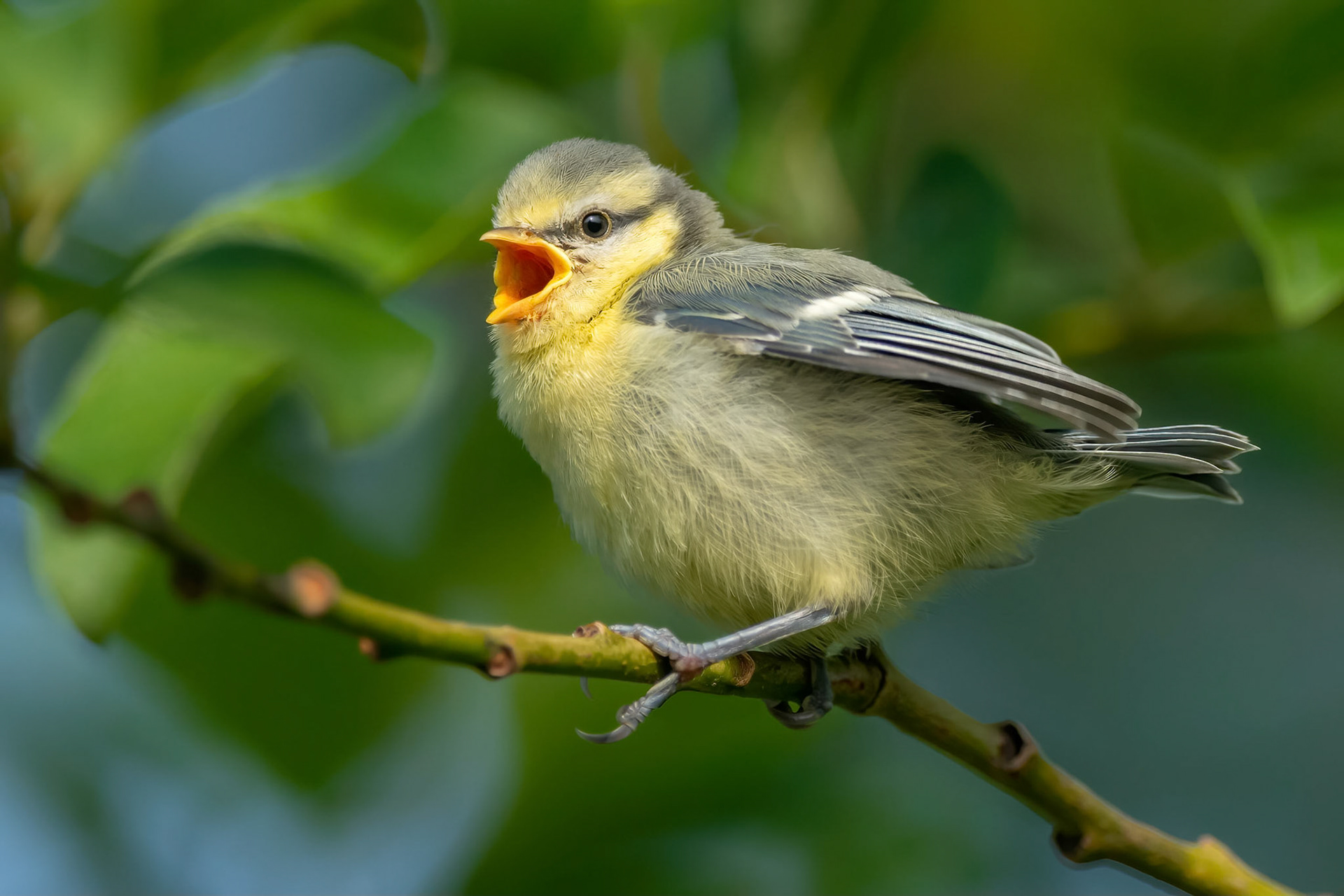 Eurasian Blue Tit (Masku, Finland)
