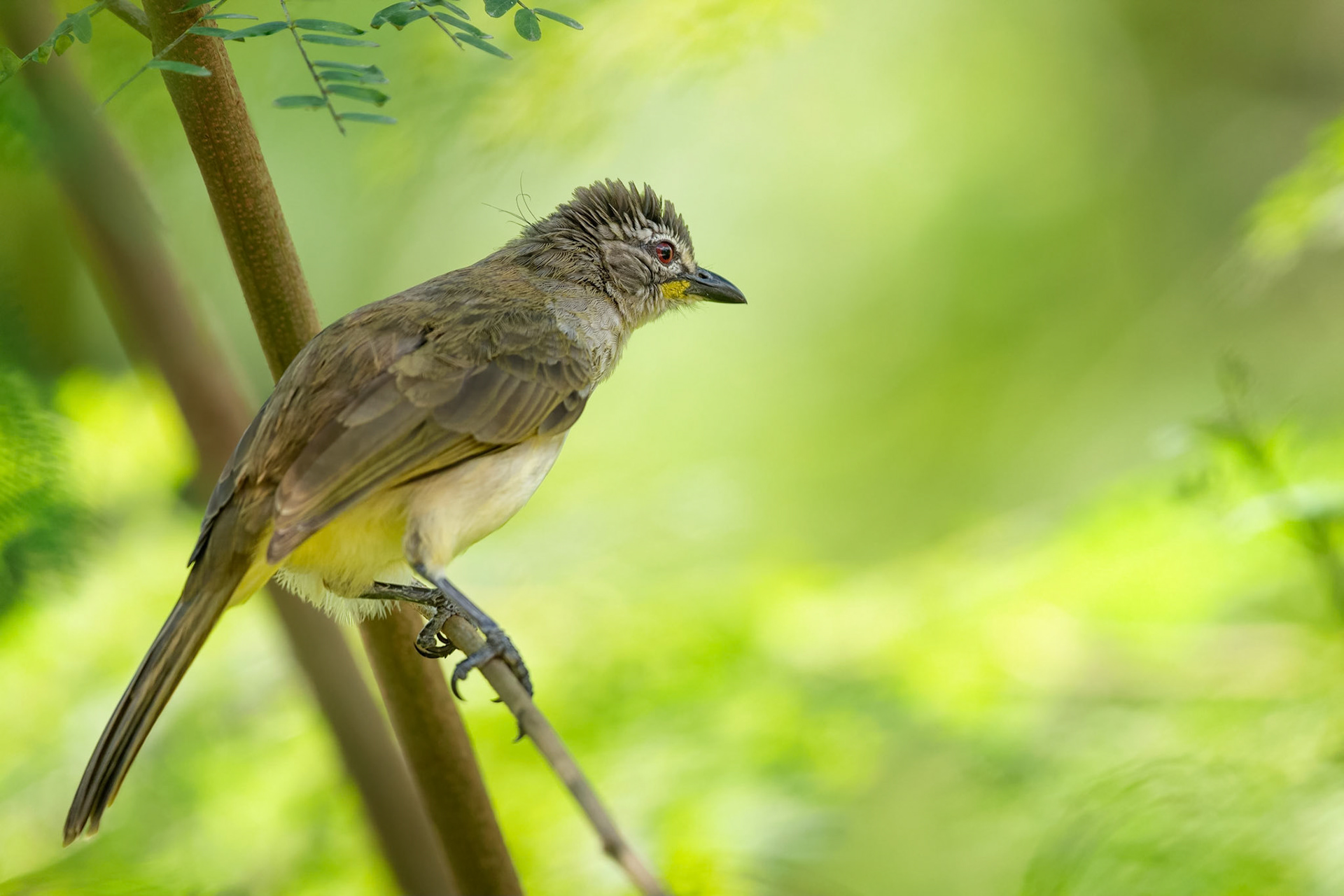 White-browed Bulbul (Tissa, Sri Lanka)