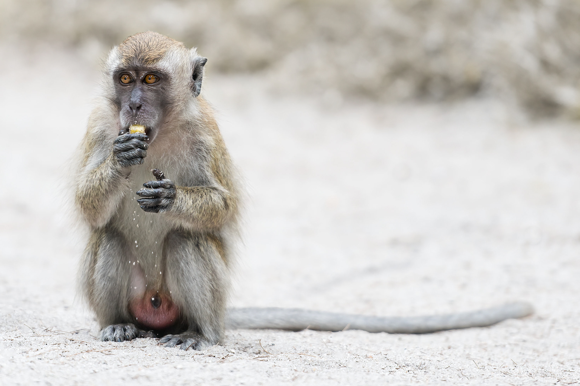 Crab-eating macaque, Malaysia, Penang