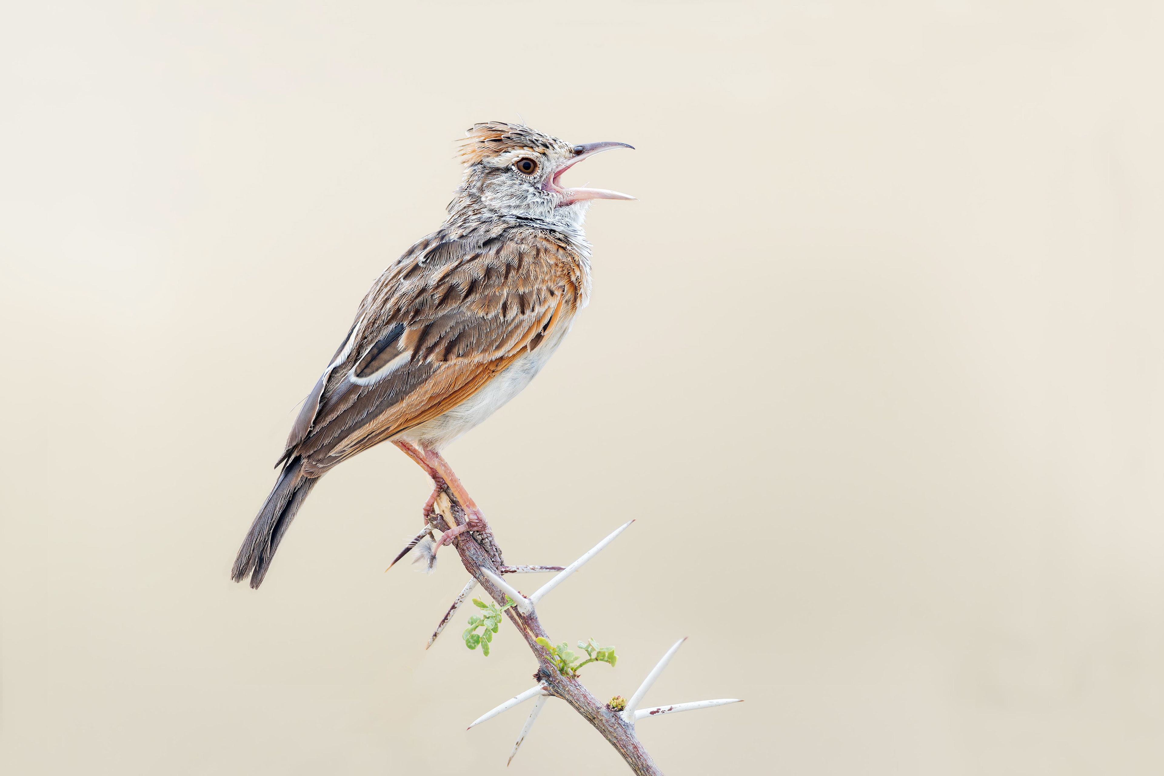 Rufous-naped Lark (Etosha, Namibia)