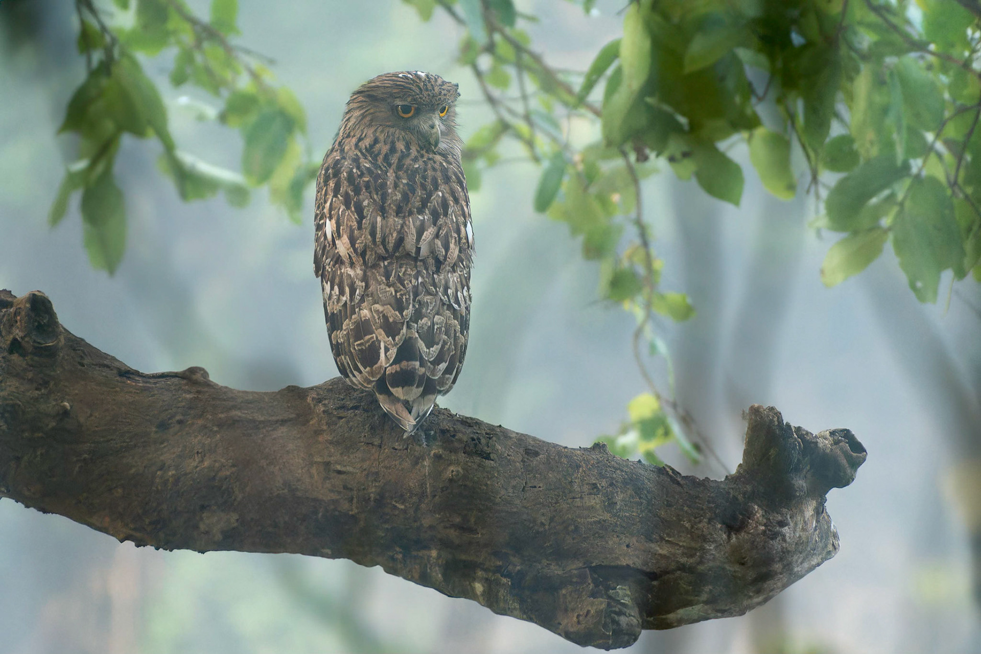 Brown Fishowl (Kaudulla, Sri Lanka)