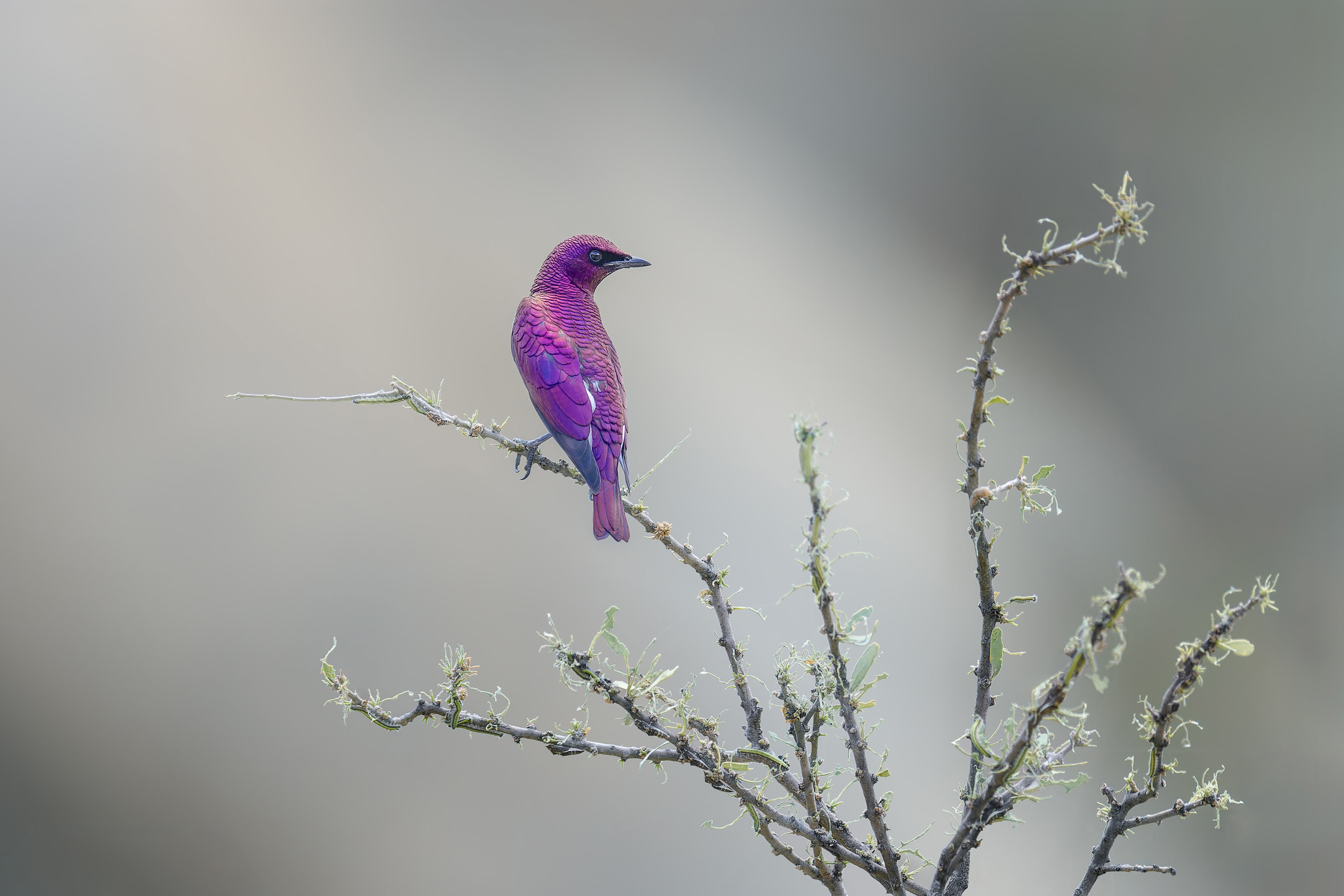 Violet-backed Starling (Omaruru, Namibia)