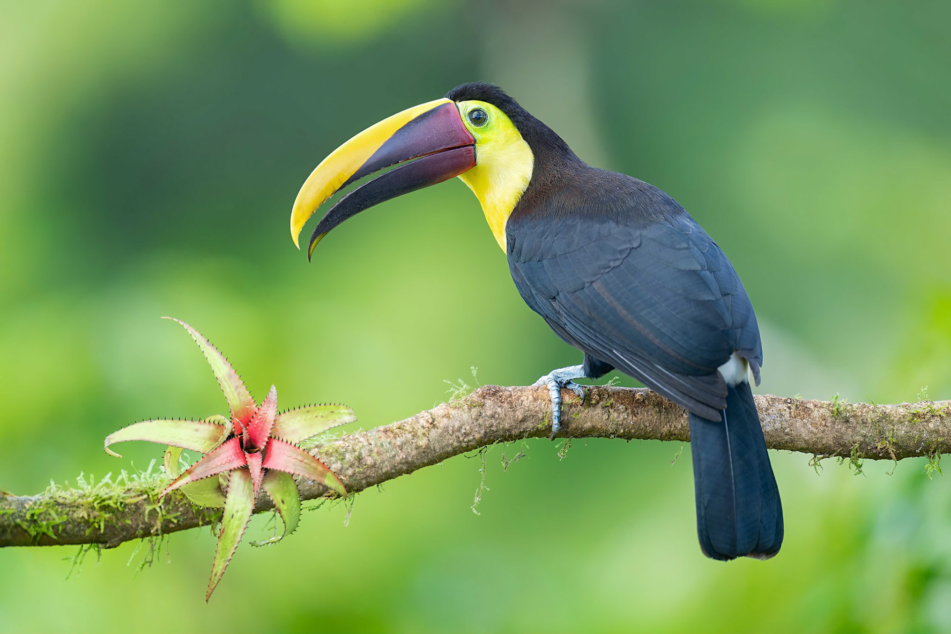 Yellow-throated Toucan (Boca Tapada, Costa Rica)