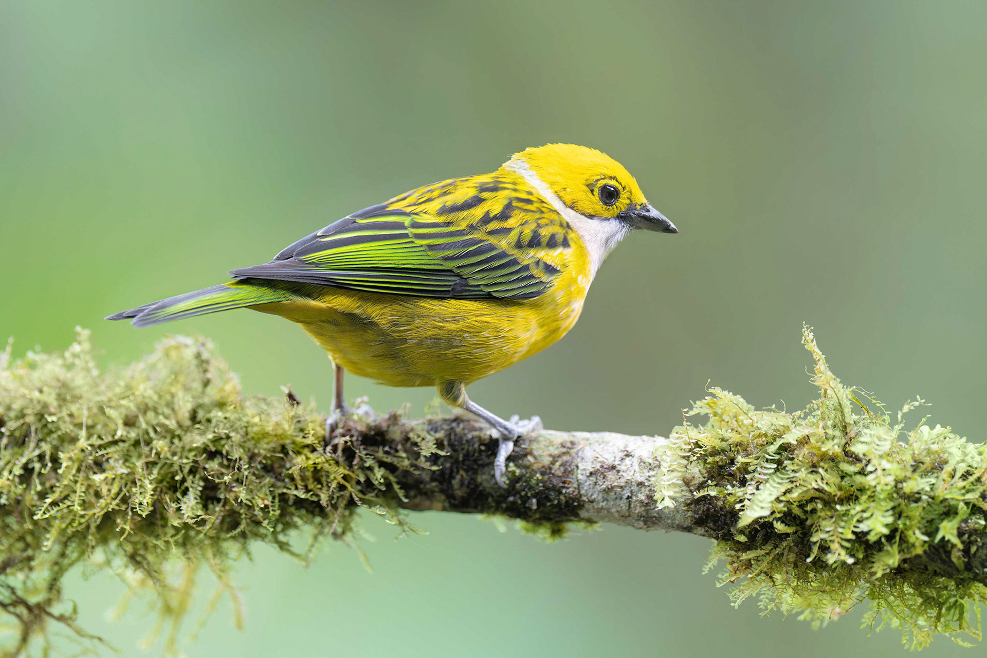 Silver-throated Tanager (Arenal, Costa Rica)