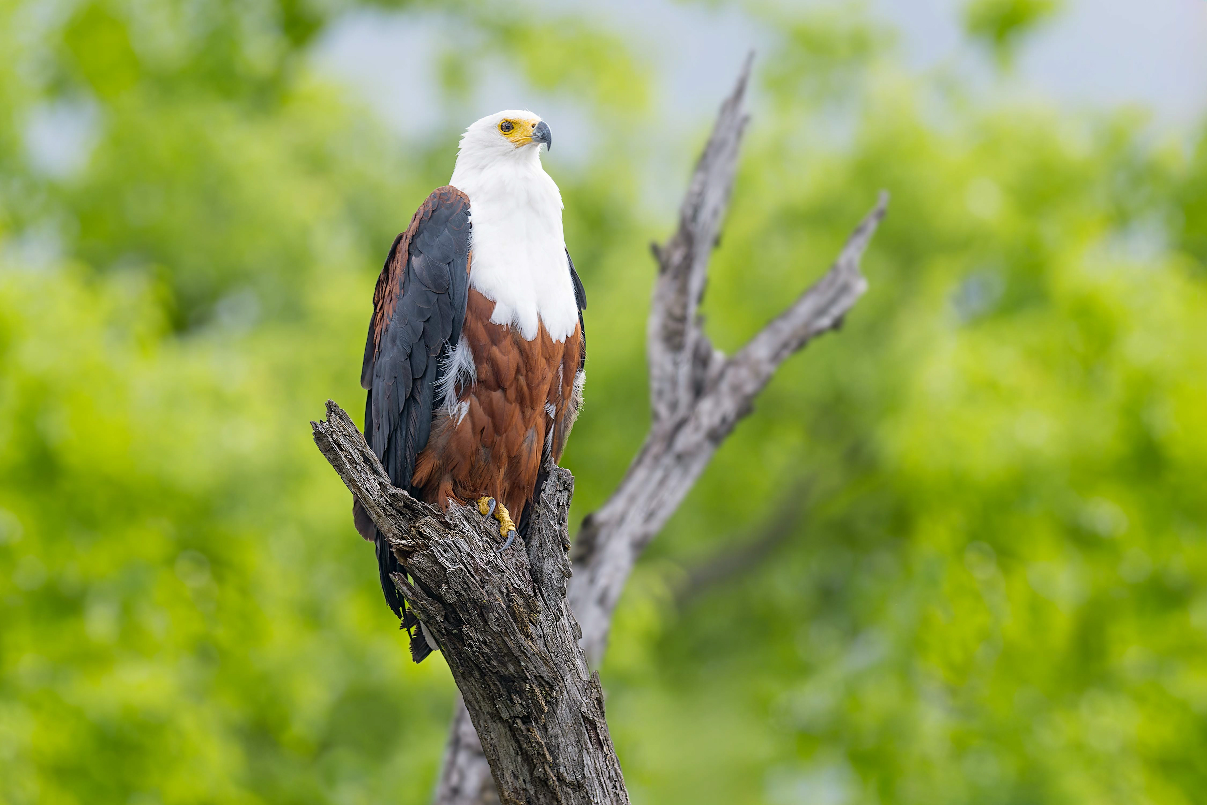 African Fish-eagle (Shakawe, Botswana)
