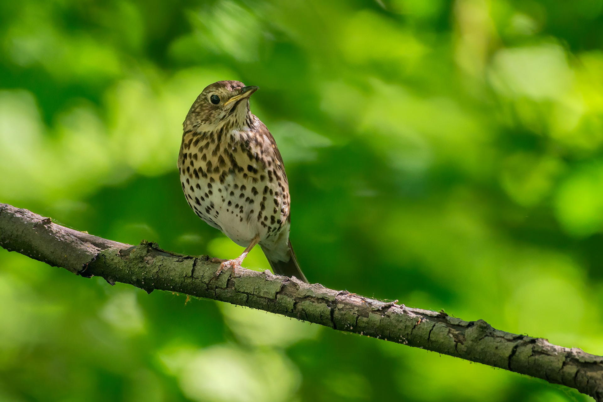 bird, song thrush, Brussels, Belgium