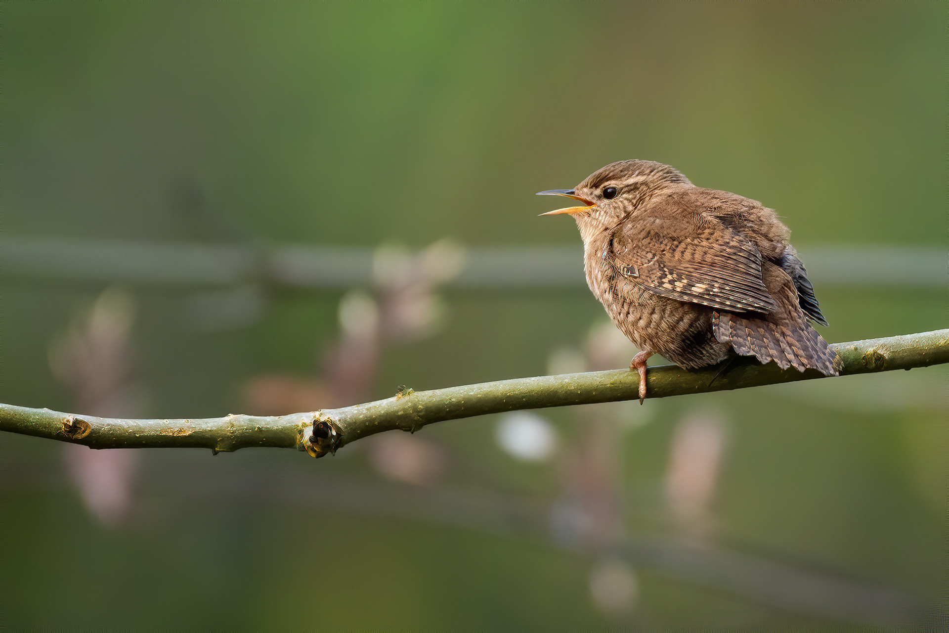 bird, eurasian wren, perching, brussels, belgium