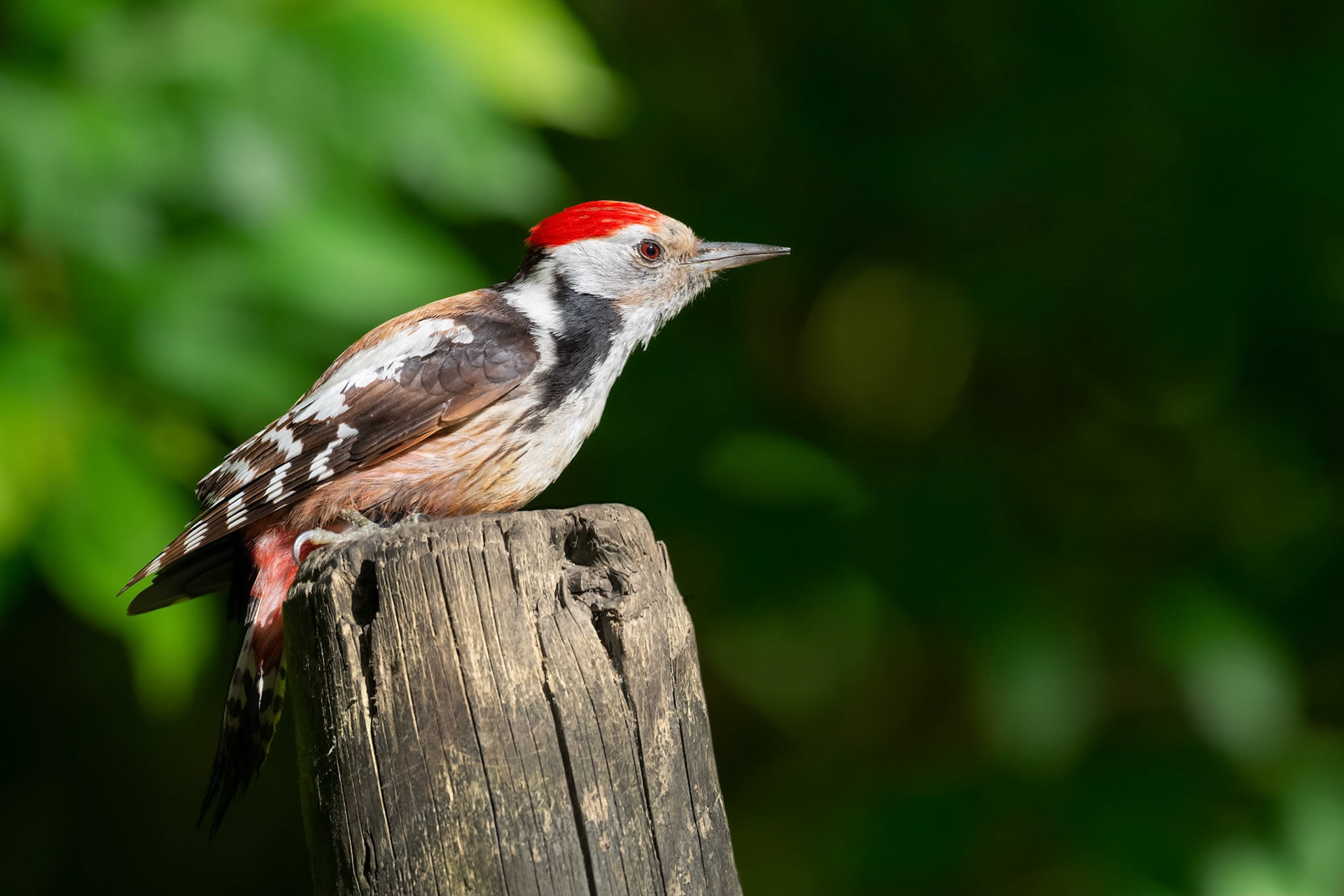 Middle Spotted Woodpecker (Brussels, Belgium)