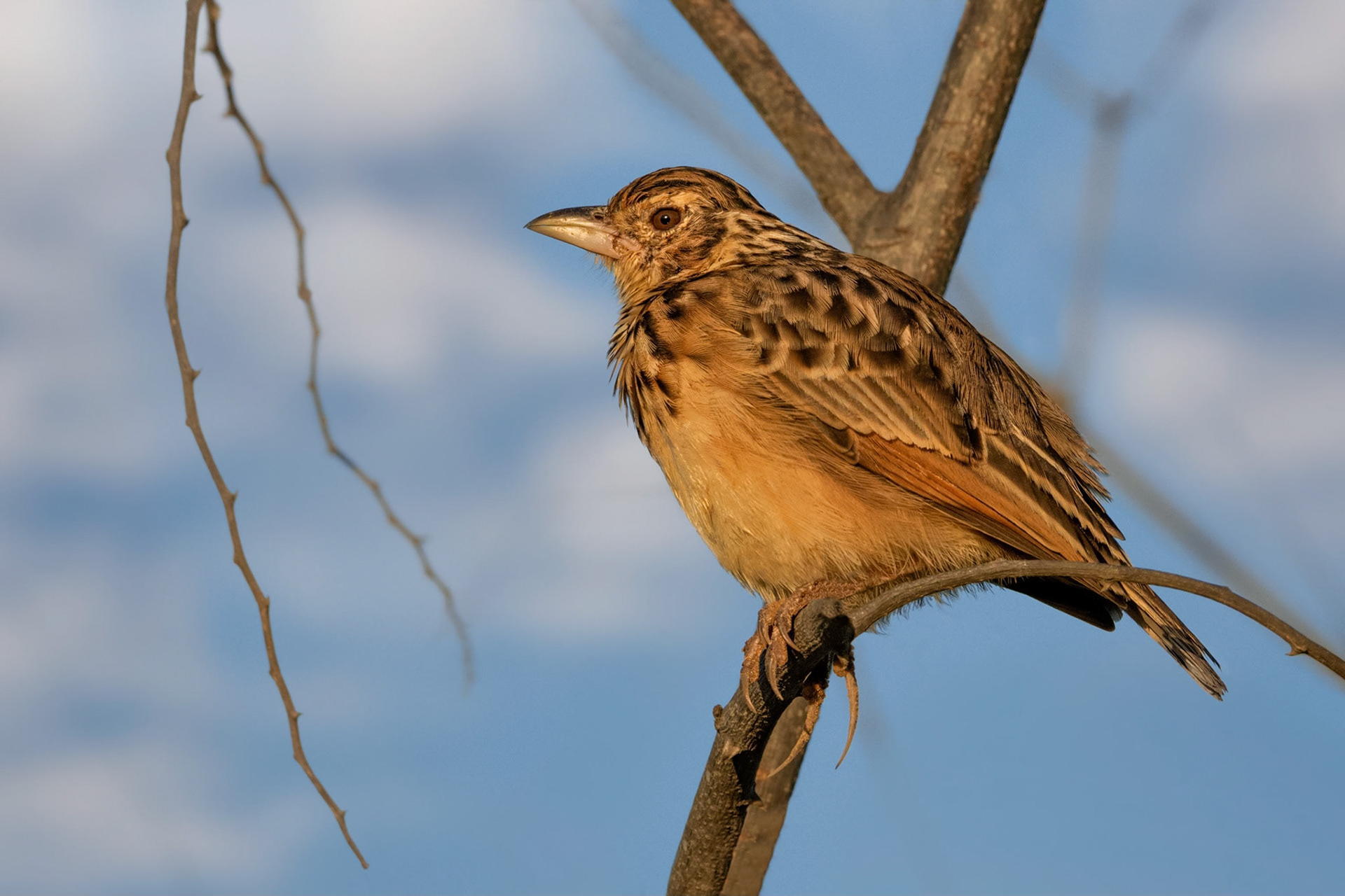 Jerdon's Bushlark (Udawalawa, Sri Lanka)