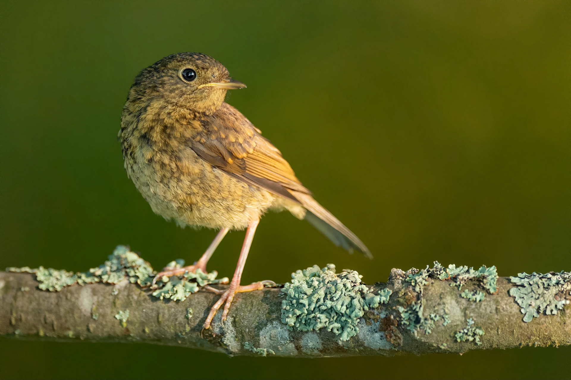 European Robin (Raisio, Finland)