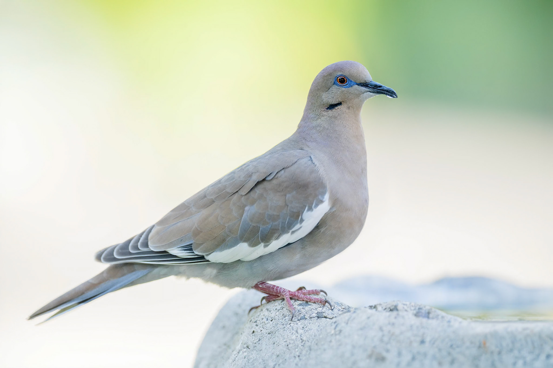 White-winged Dove (San Jose, Costa Rica]