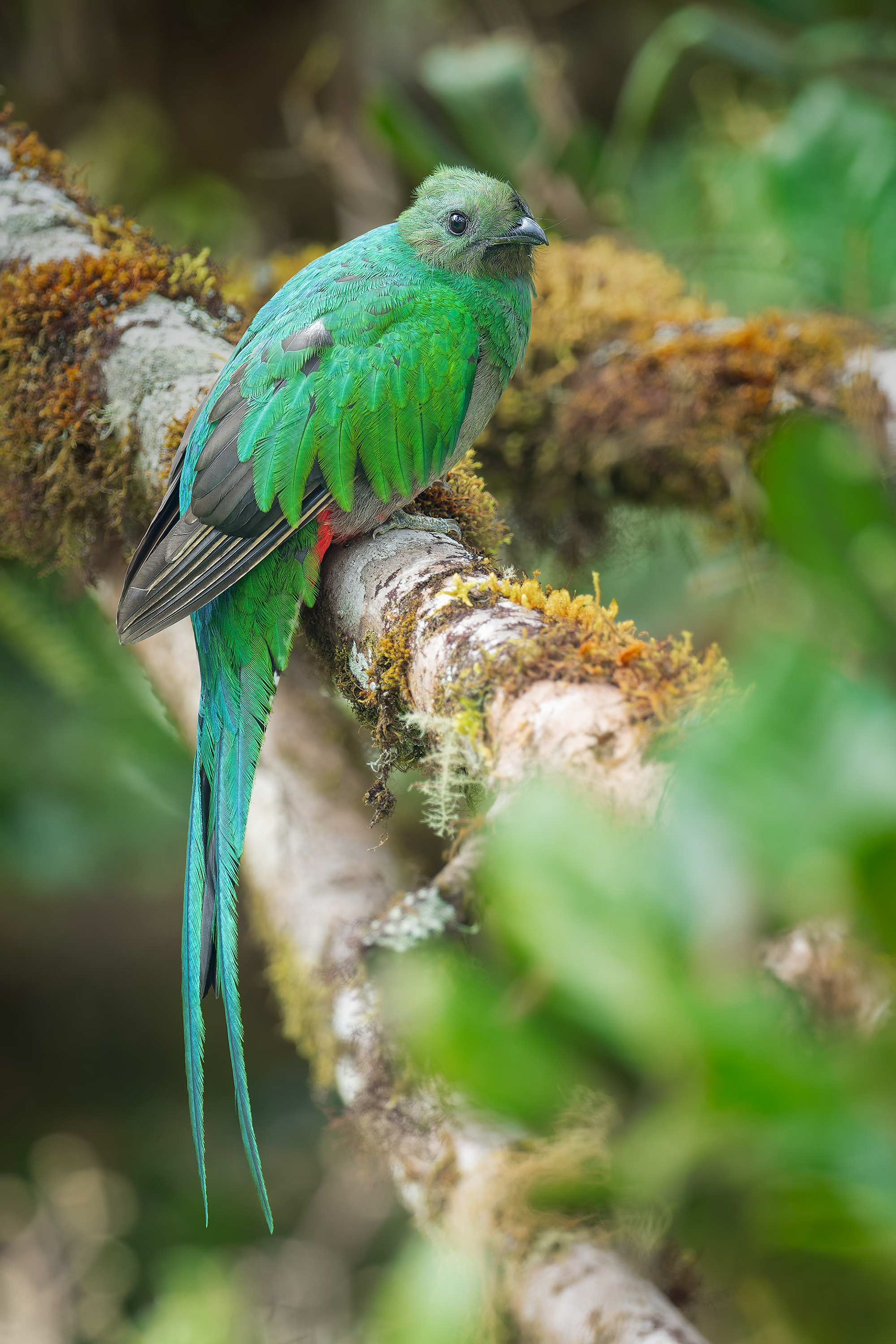 Resplendend Quetzal (Savegre, Costa Rica)