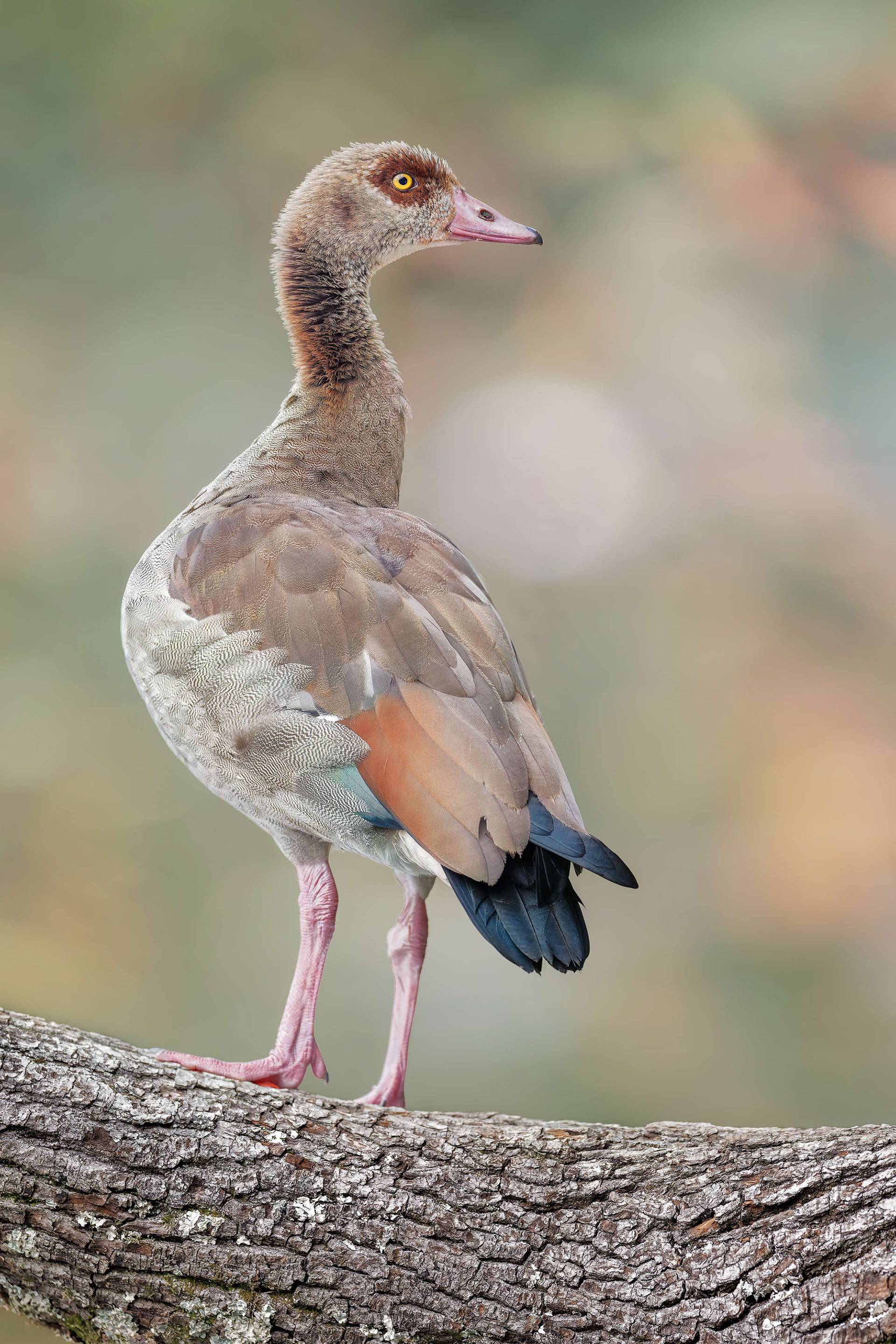 Egyptian Goose (Brussels, Belgium)