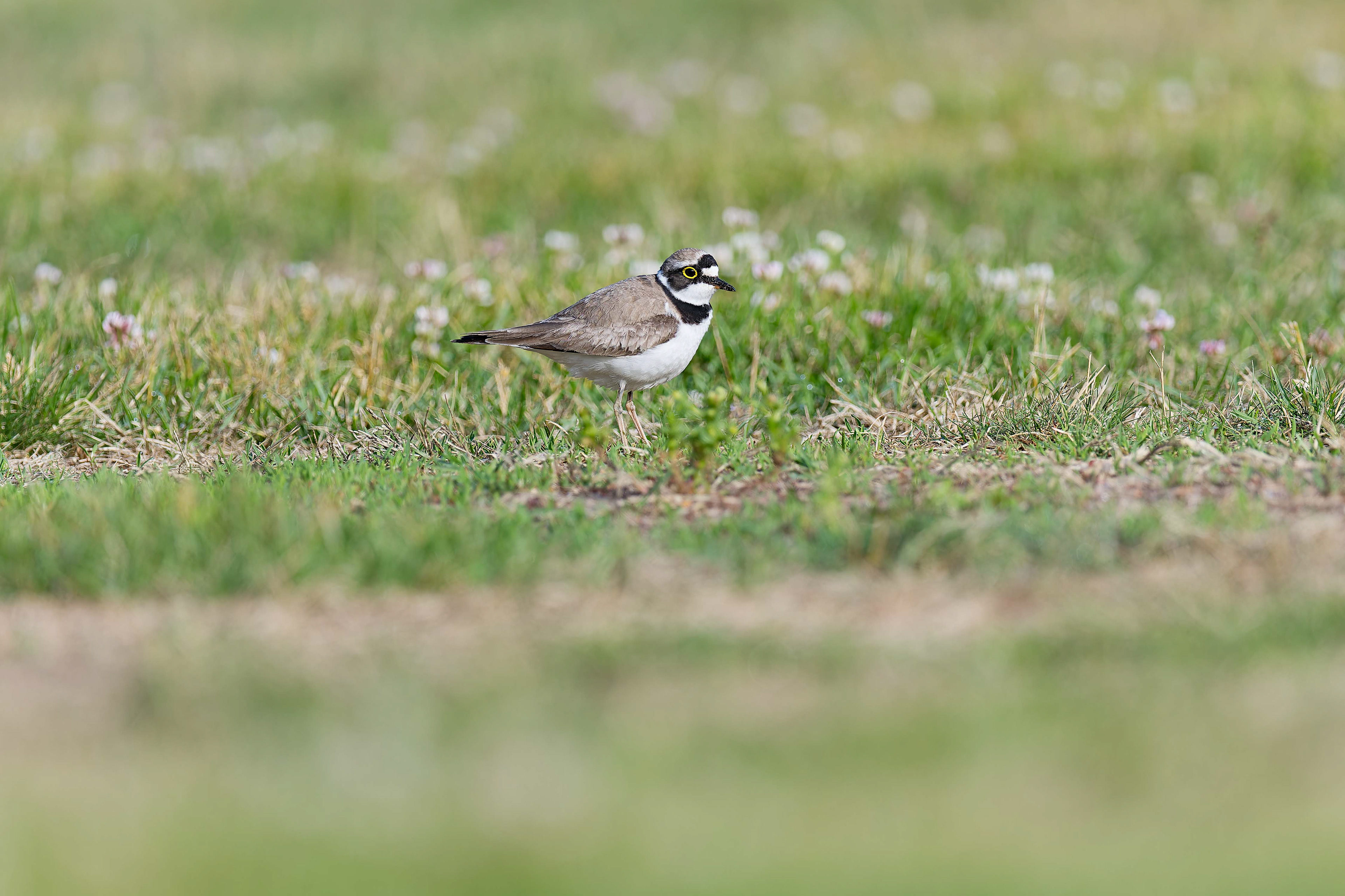 Little Ringed Plover (Masku, Finland)