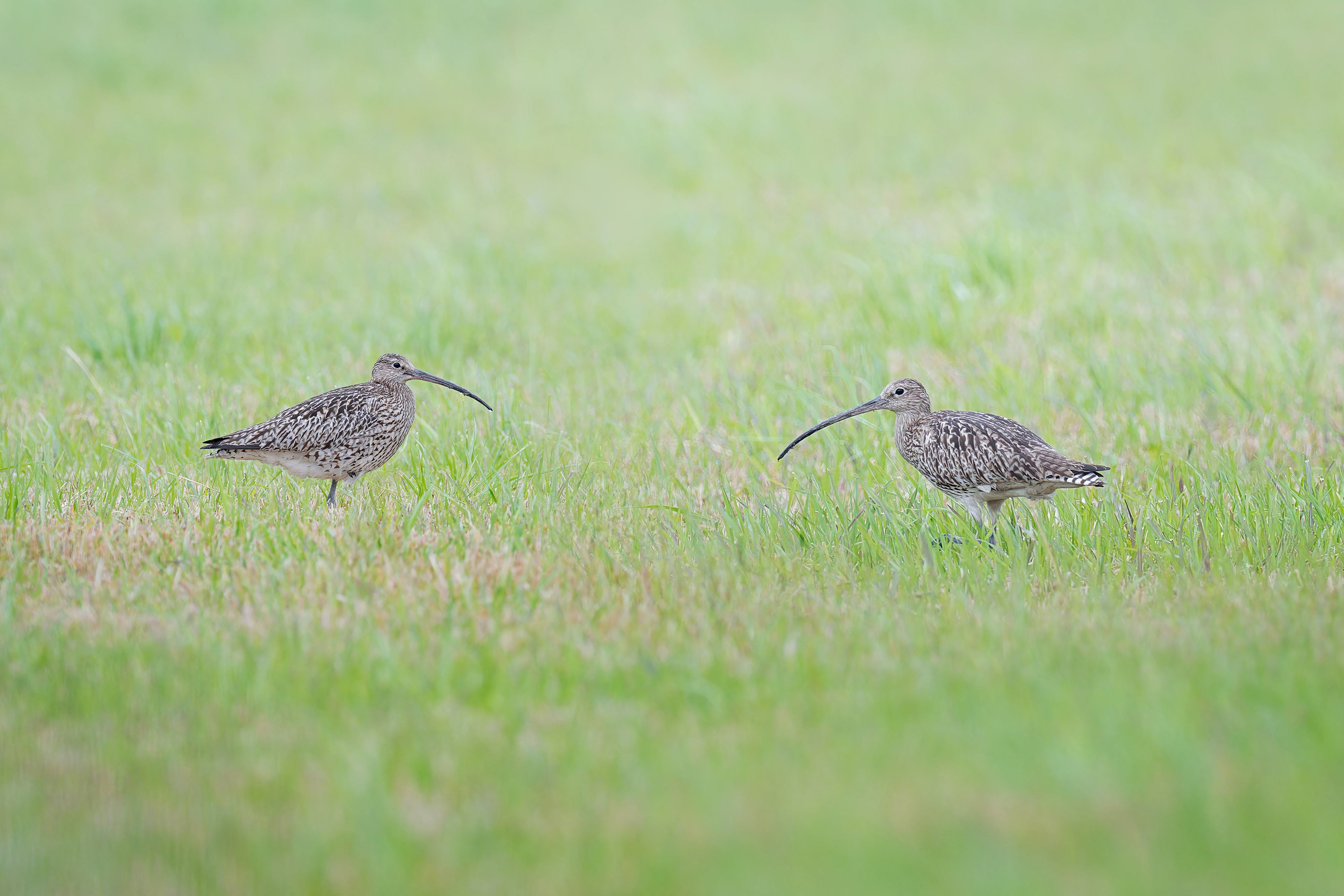 Eurasian Curlew (Masku, Finland)