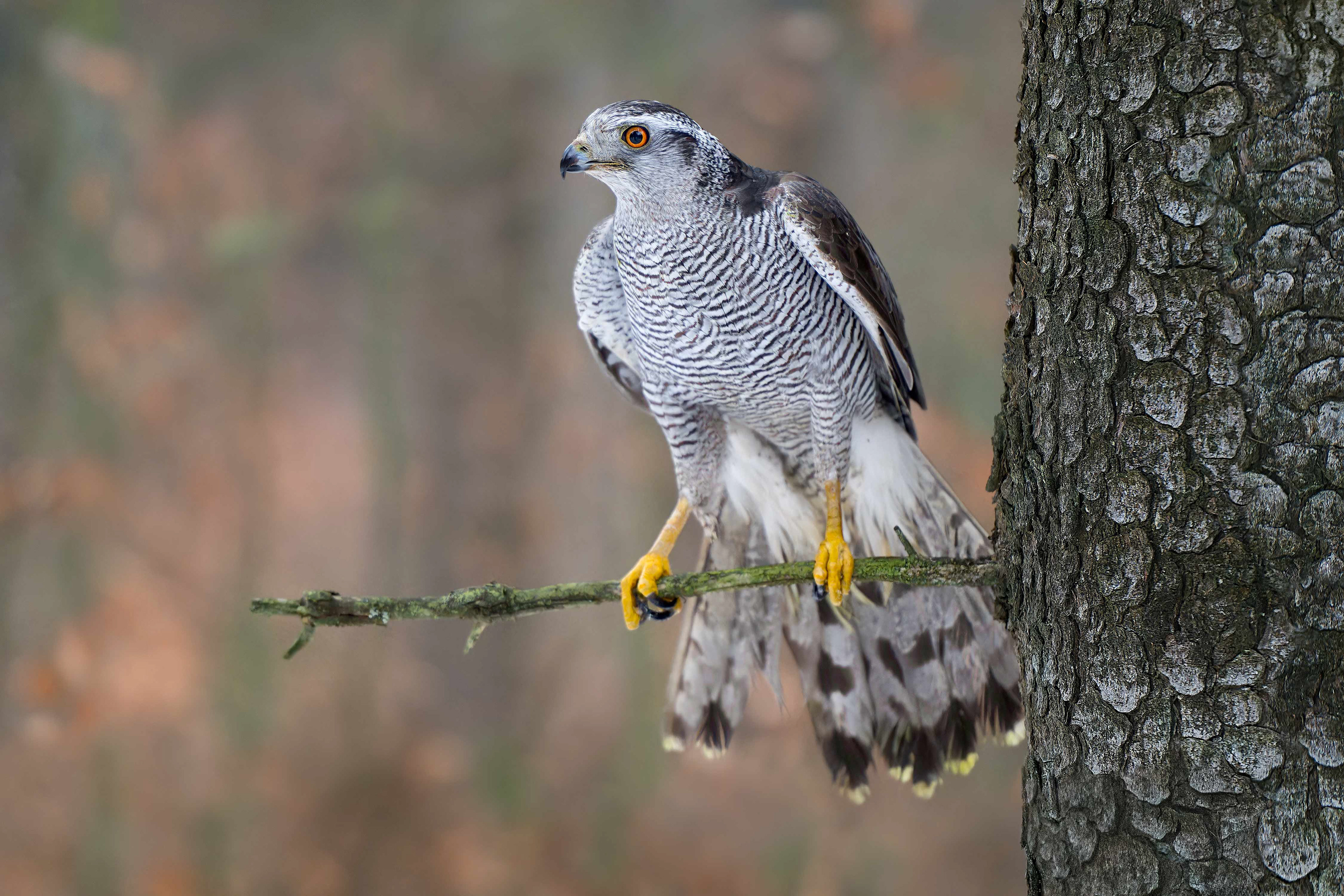Eurasian Goshawk (bird in human care, Hlinsko, Czech Republic)
