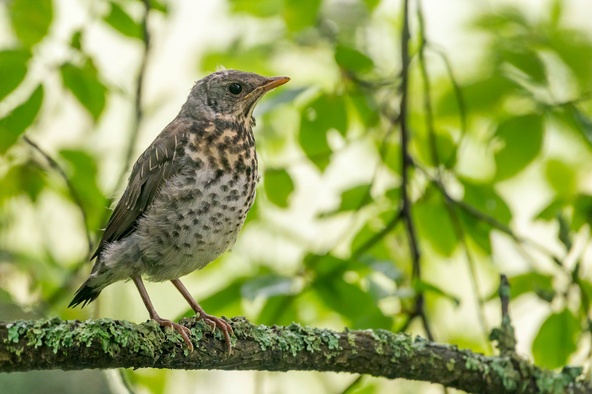 bird, juvenile fieldfare, Ruissalo, Finland