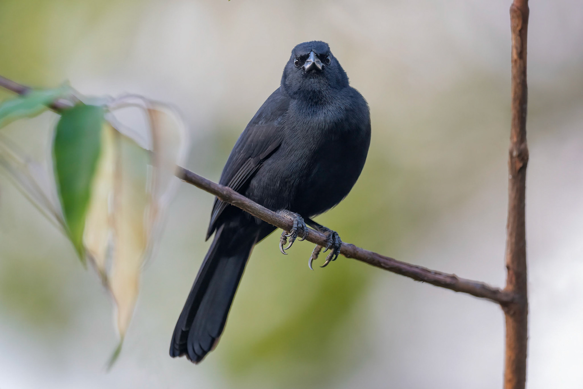Melodious Blackbird (Arenal, Costa Rica)
