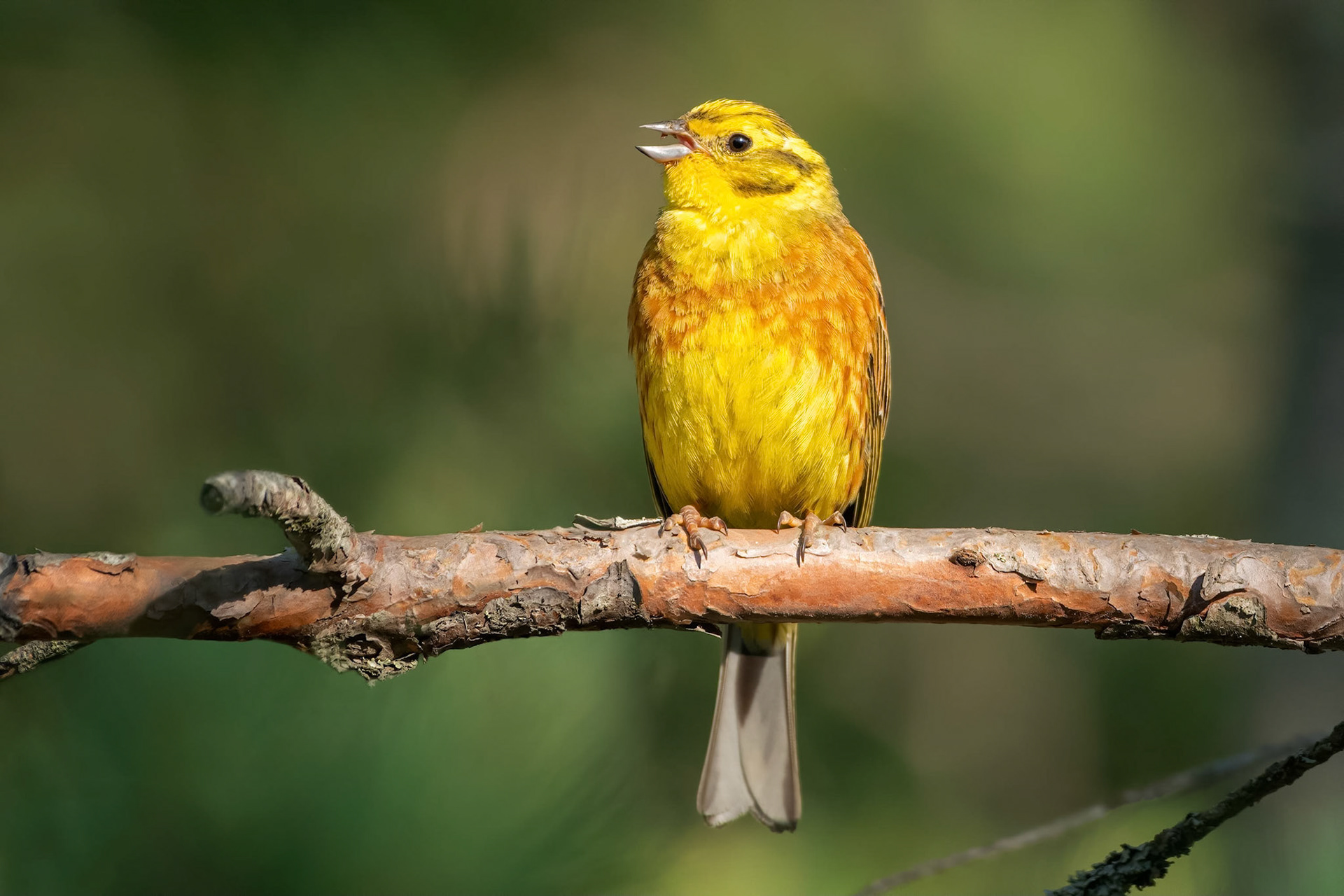Yellowhammer (Masku, Finland)