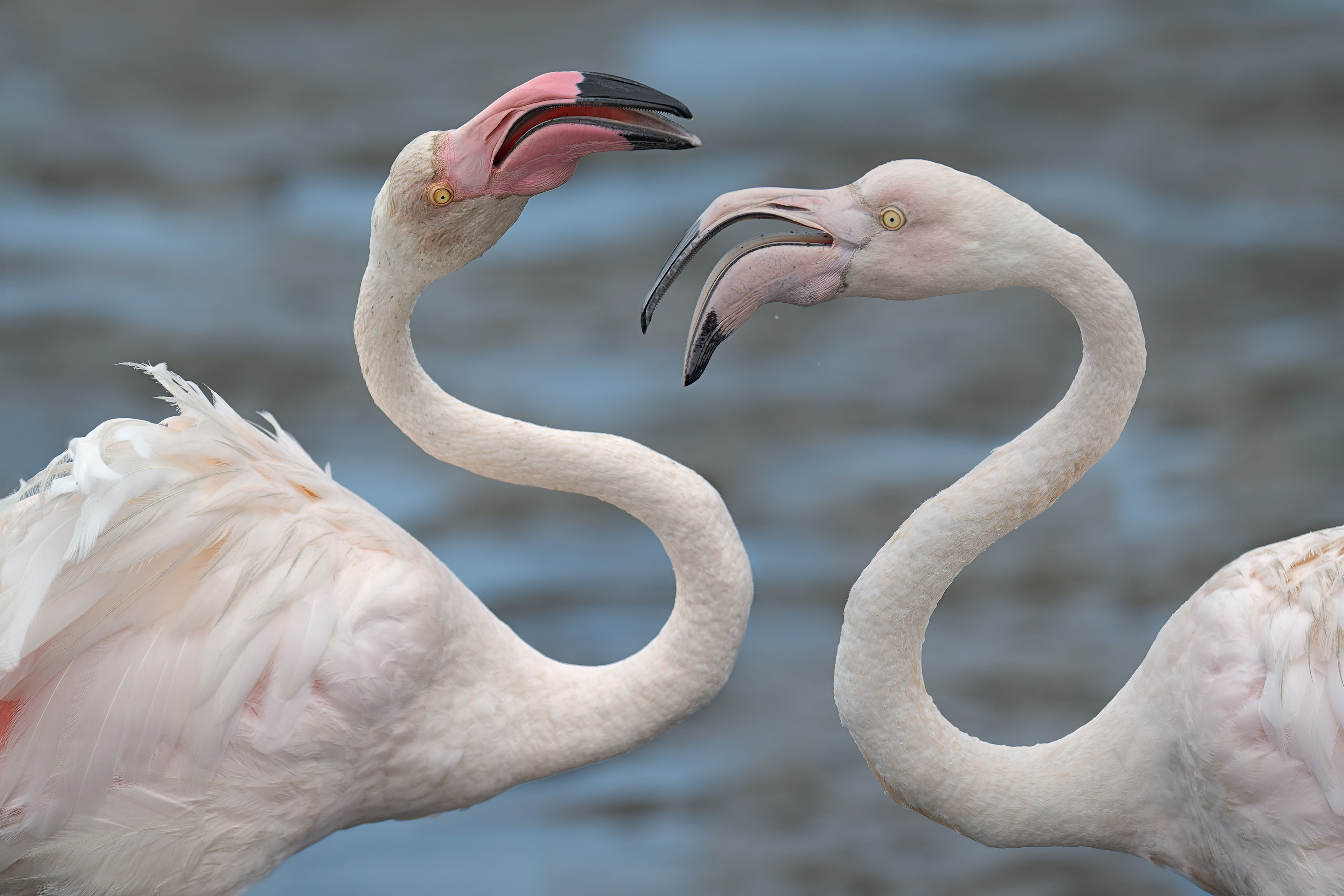 Greater Flamingo (Walvis Bay, Namibia)