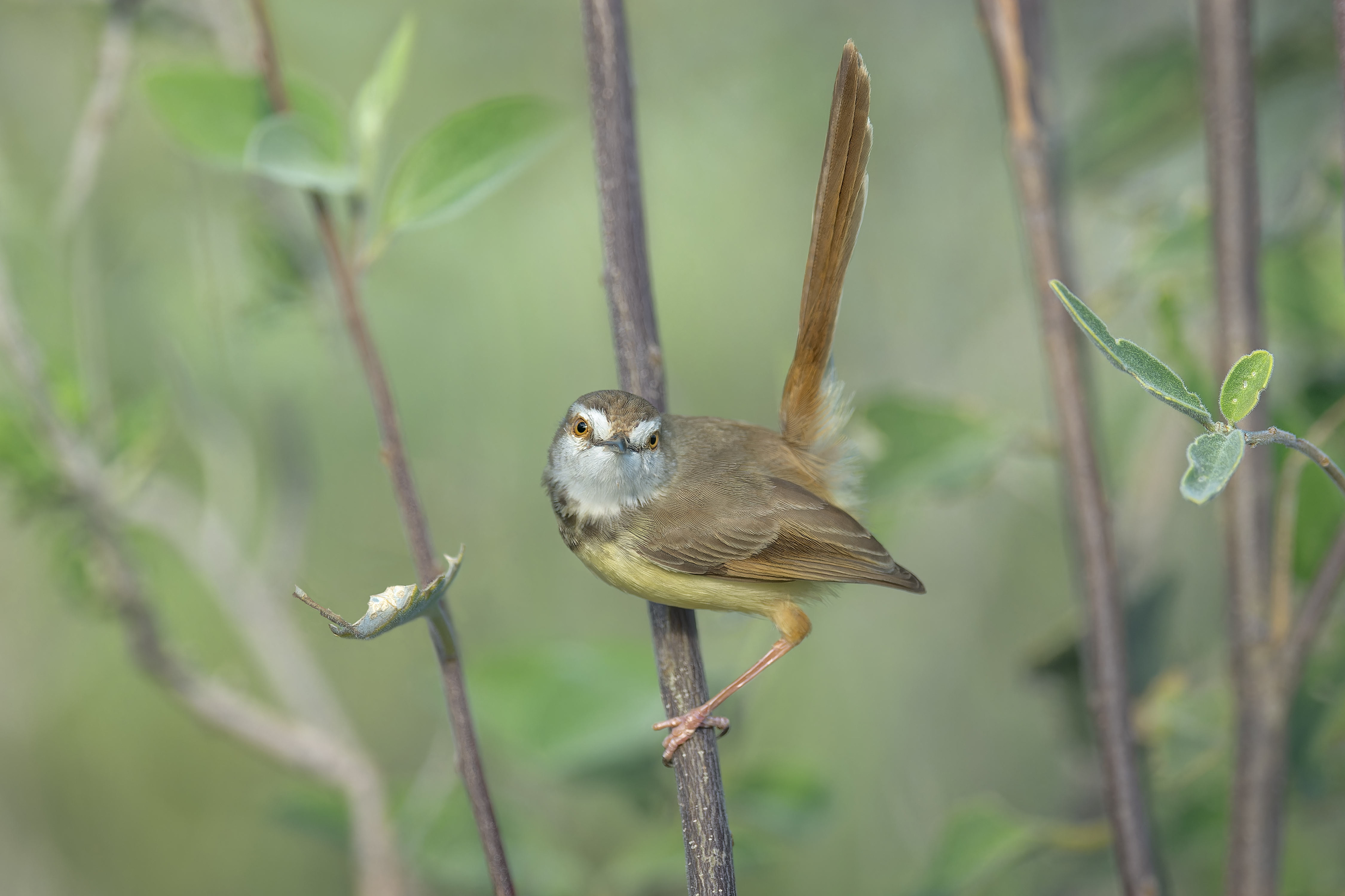 Black-chested Prinia (Etosha, Namibia)
