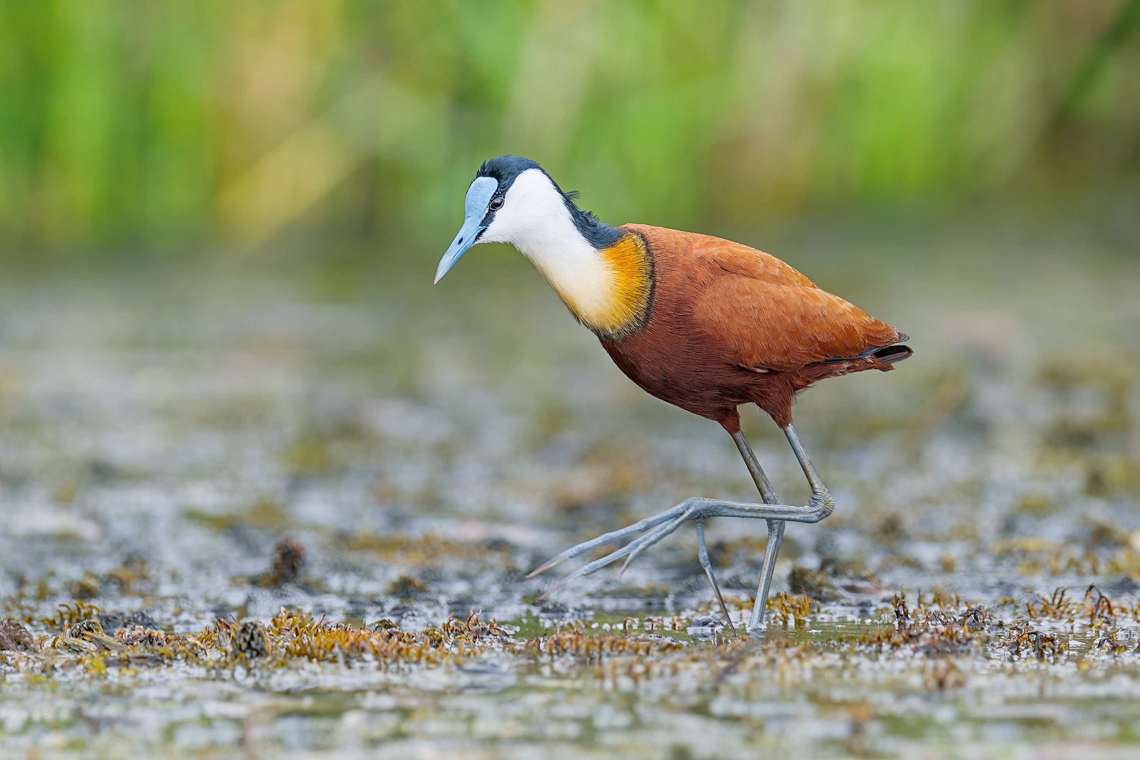 African Jacana (Shakawe, Botswana)