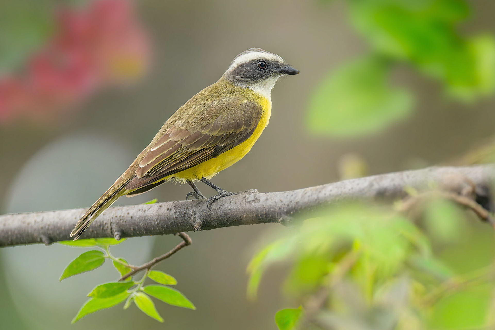 Social Flycatcher (San Jose, Costa Rica)